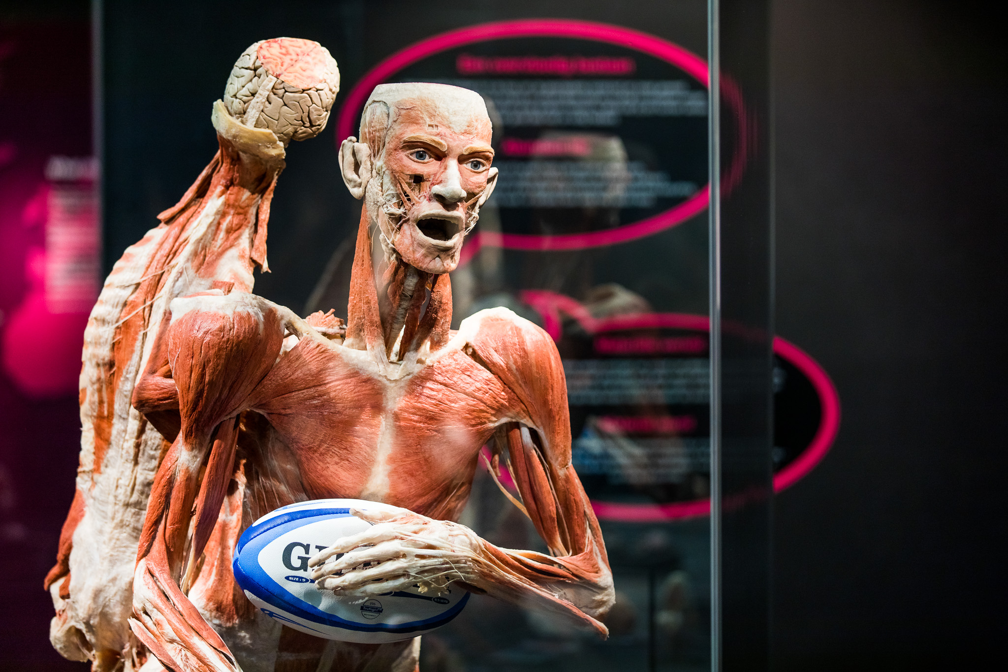BODY WORLDS Amsterdam BODY WORLDS Amsterdam