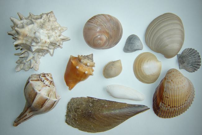 Beachcombing Padre Island