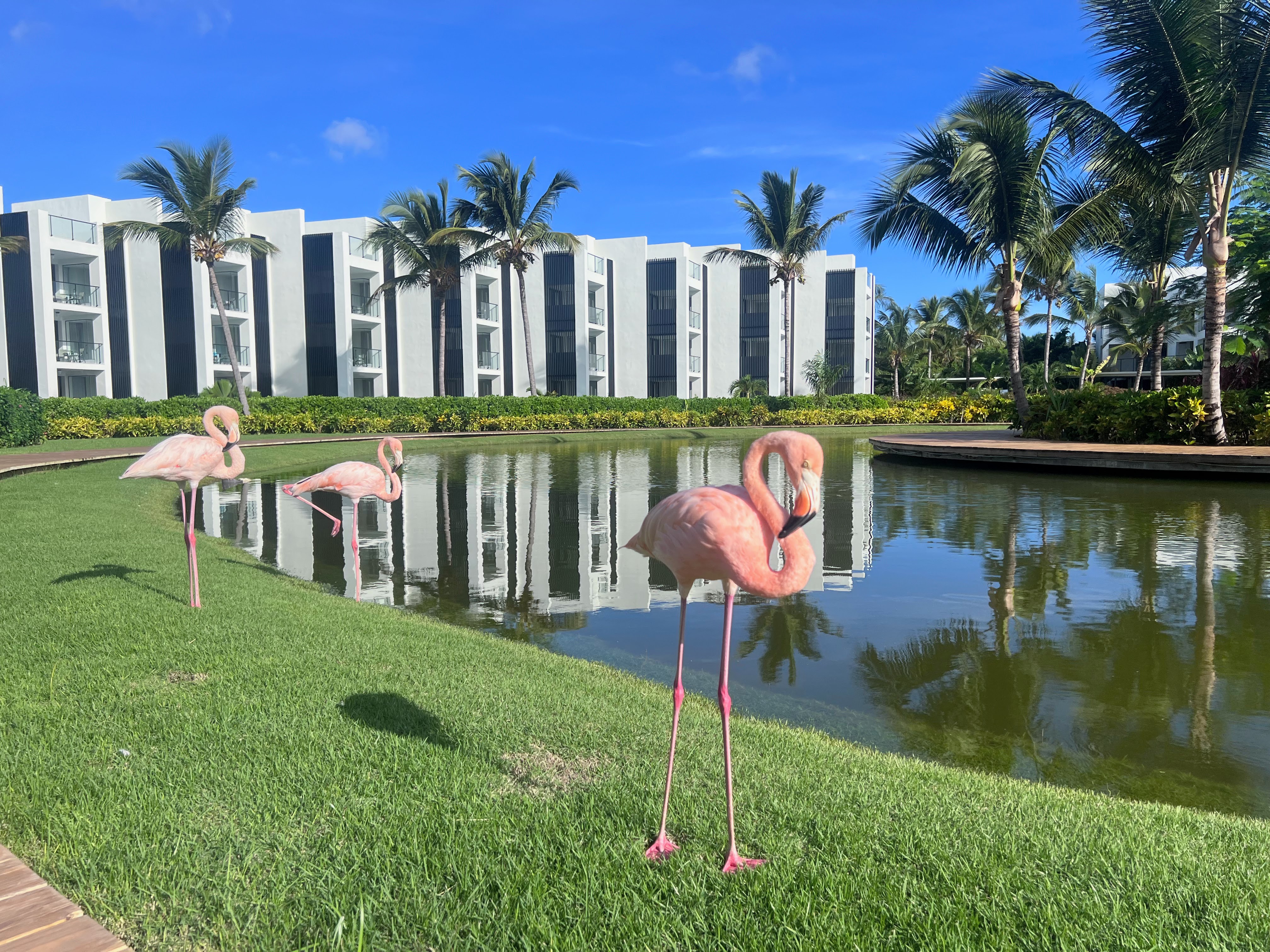 Finest Punta Cana flamingo habitat Finest Punta Cana flamingo habitat