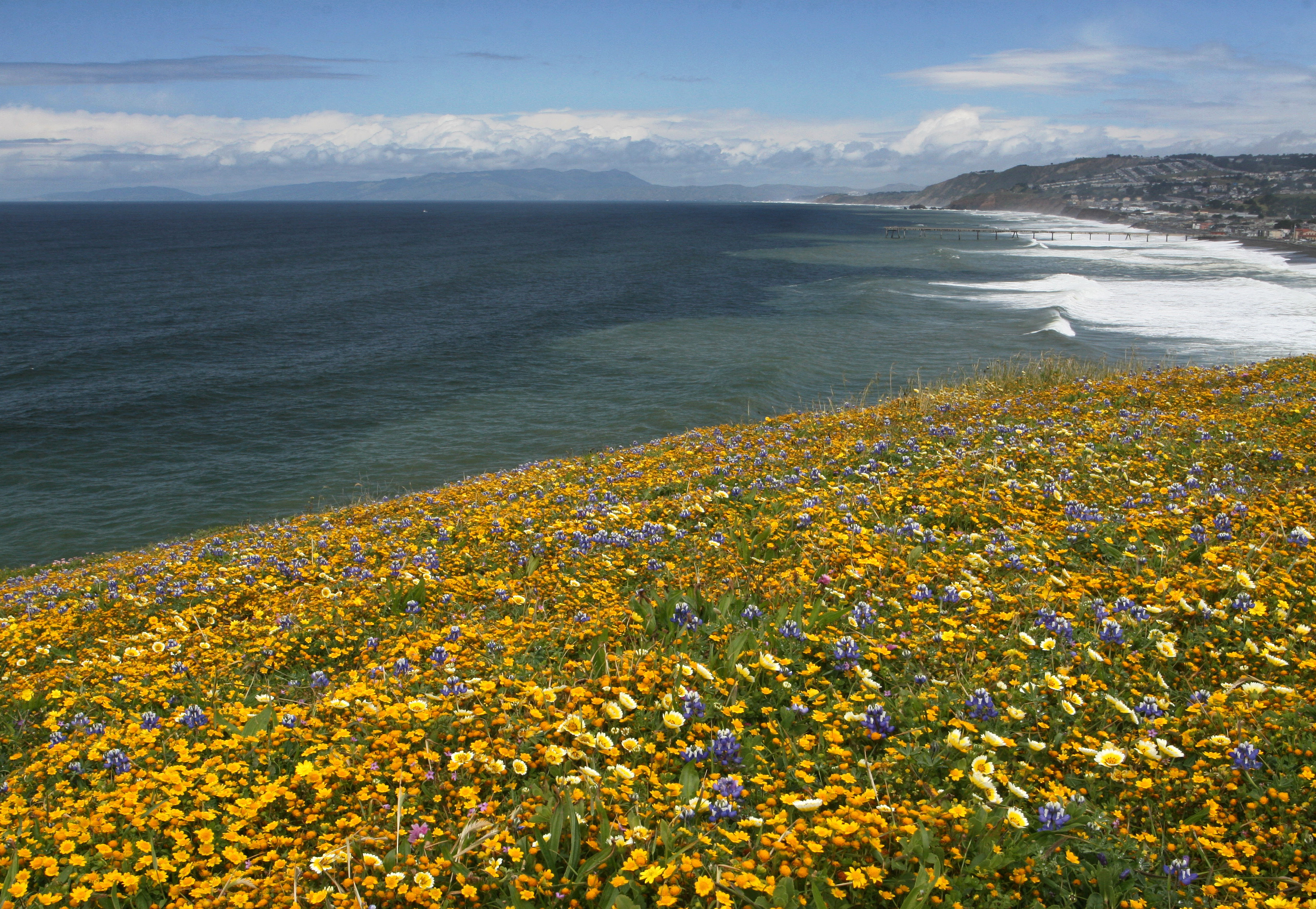 Mori Point in Full Bloom
