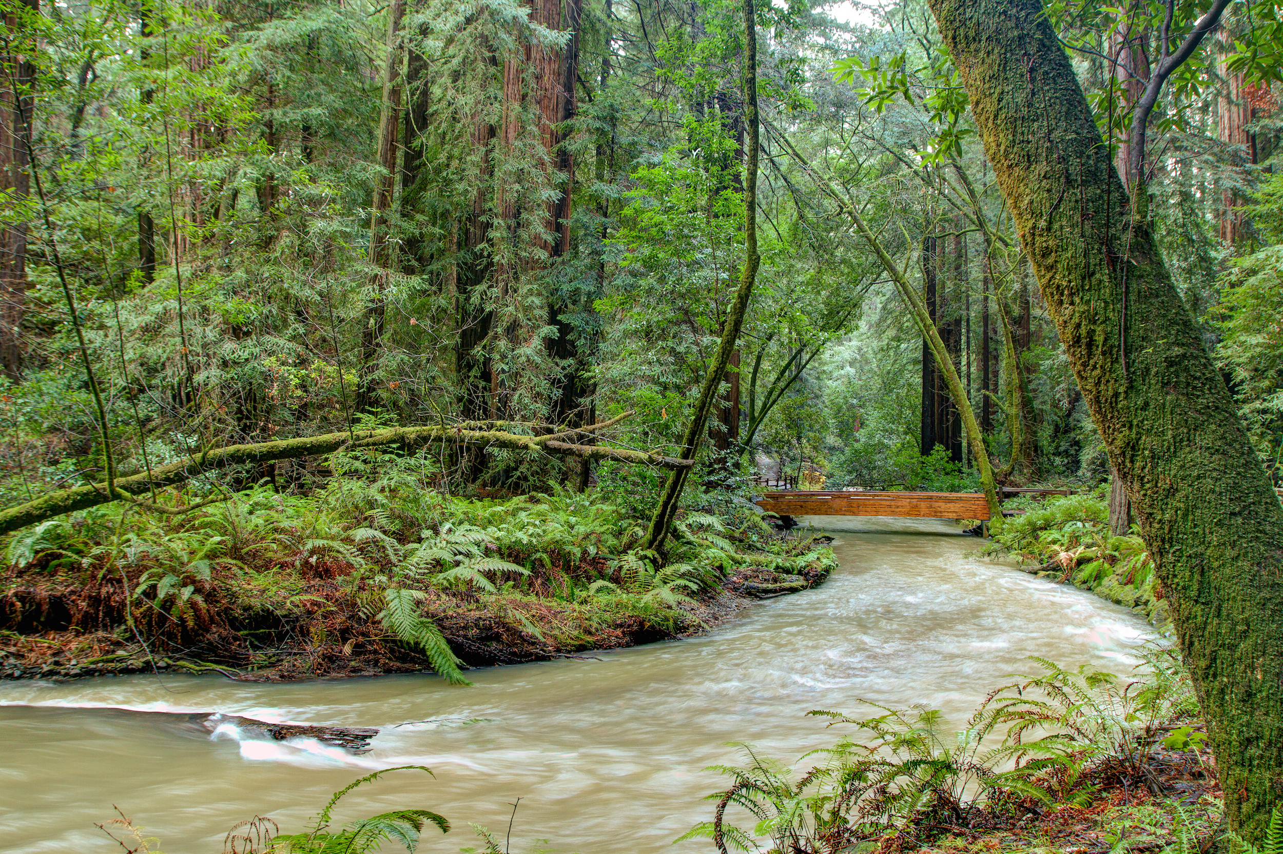 Muir Woods