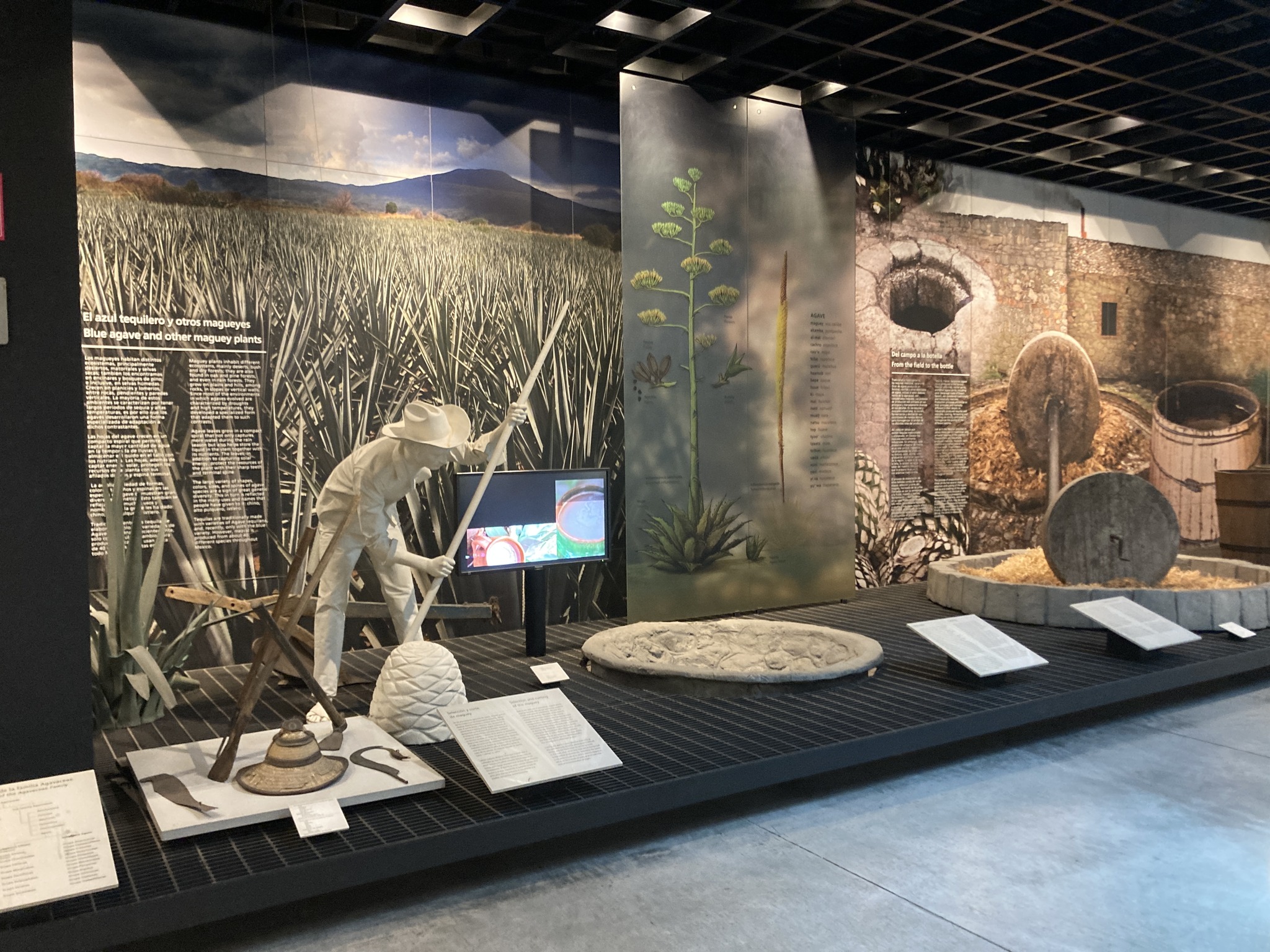 Museum of Tequila and Mezcal
