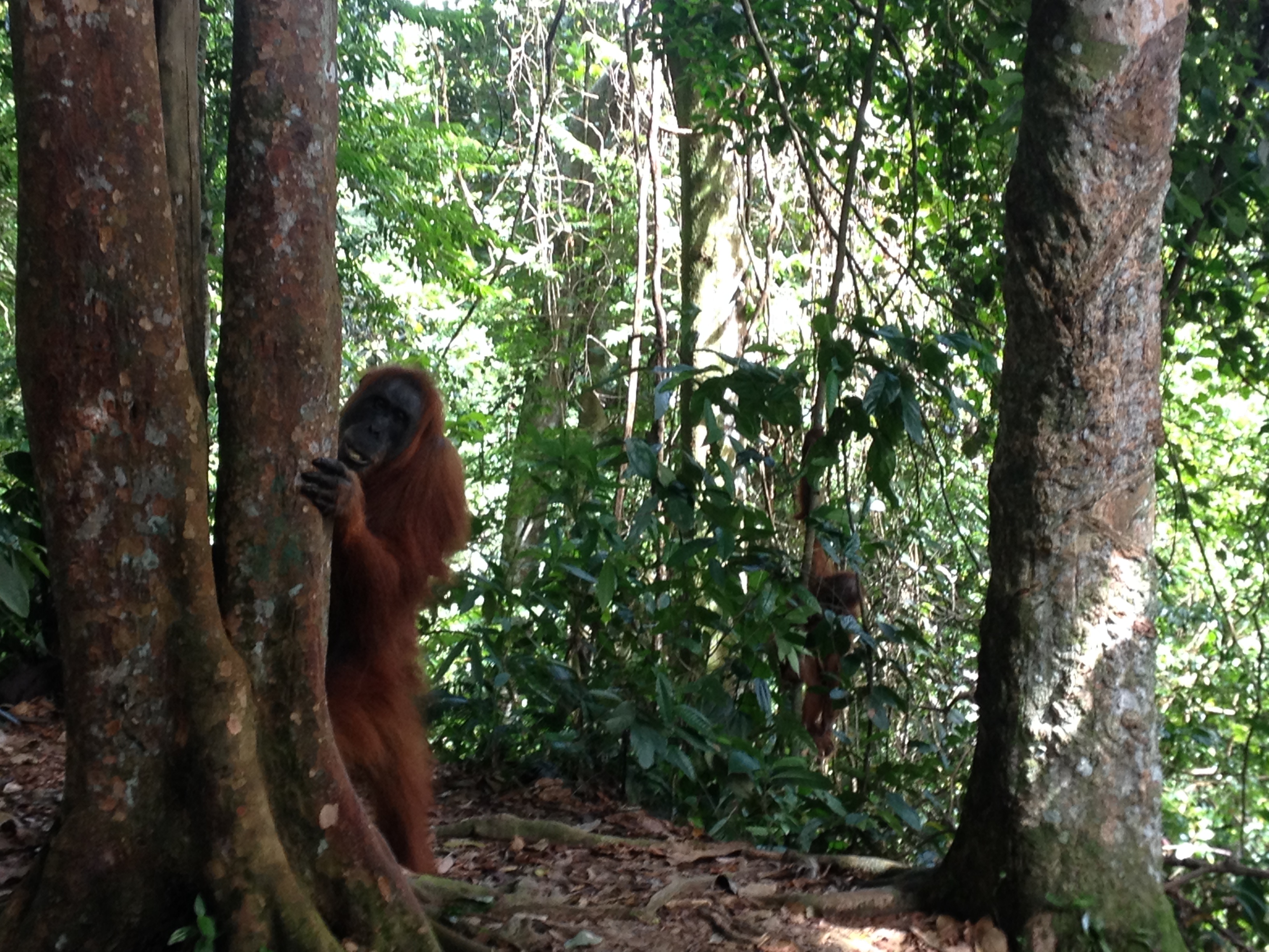 Orangutans in the Sumatran jungle Orangutans in the Sumatran jungle