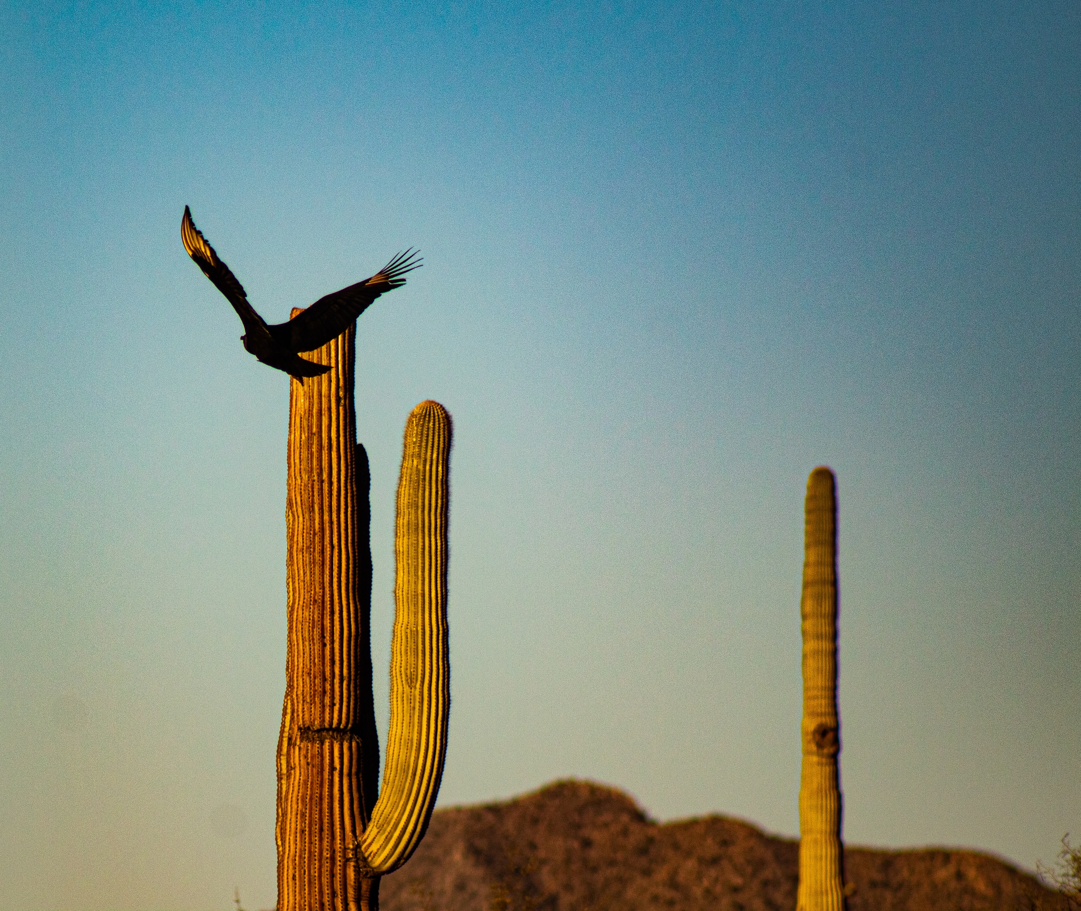 Organ Pipe Cactus Organ Pipe Cactus