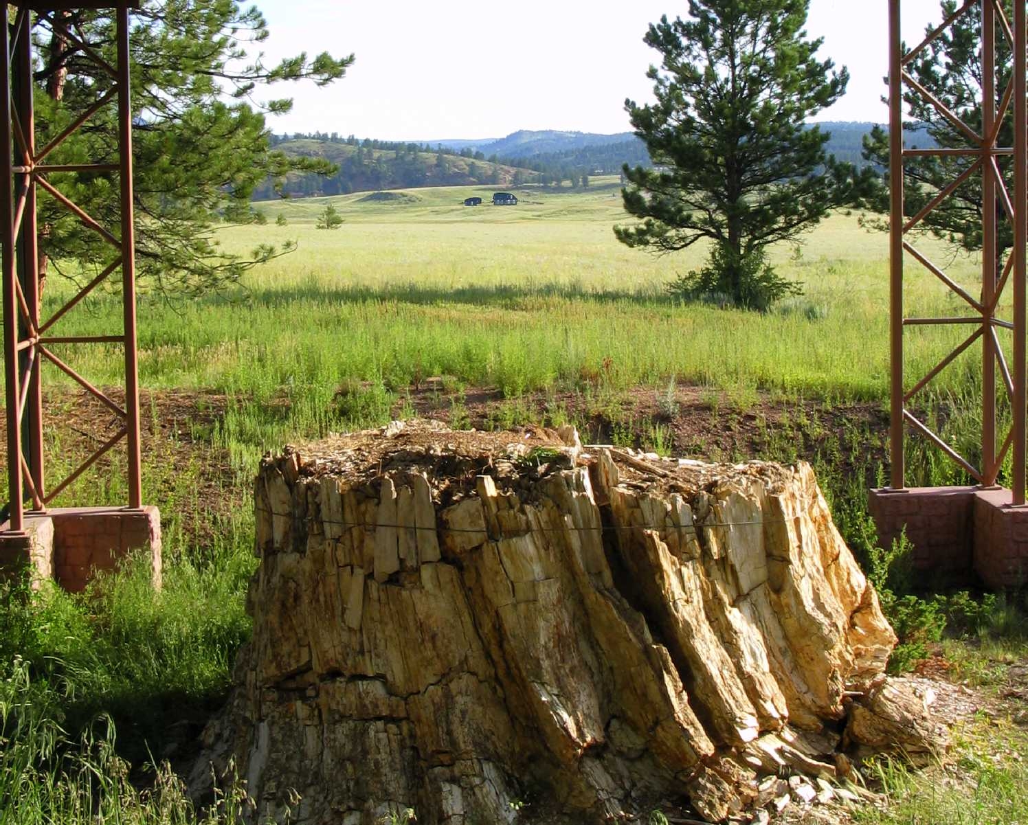 Petrified Redwood Trees