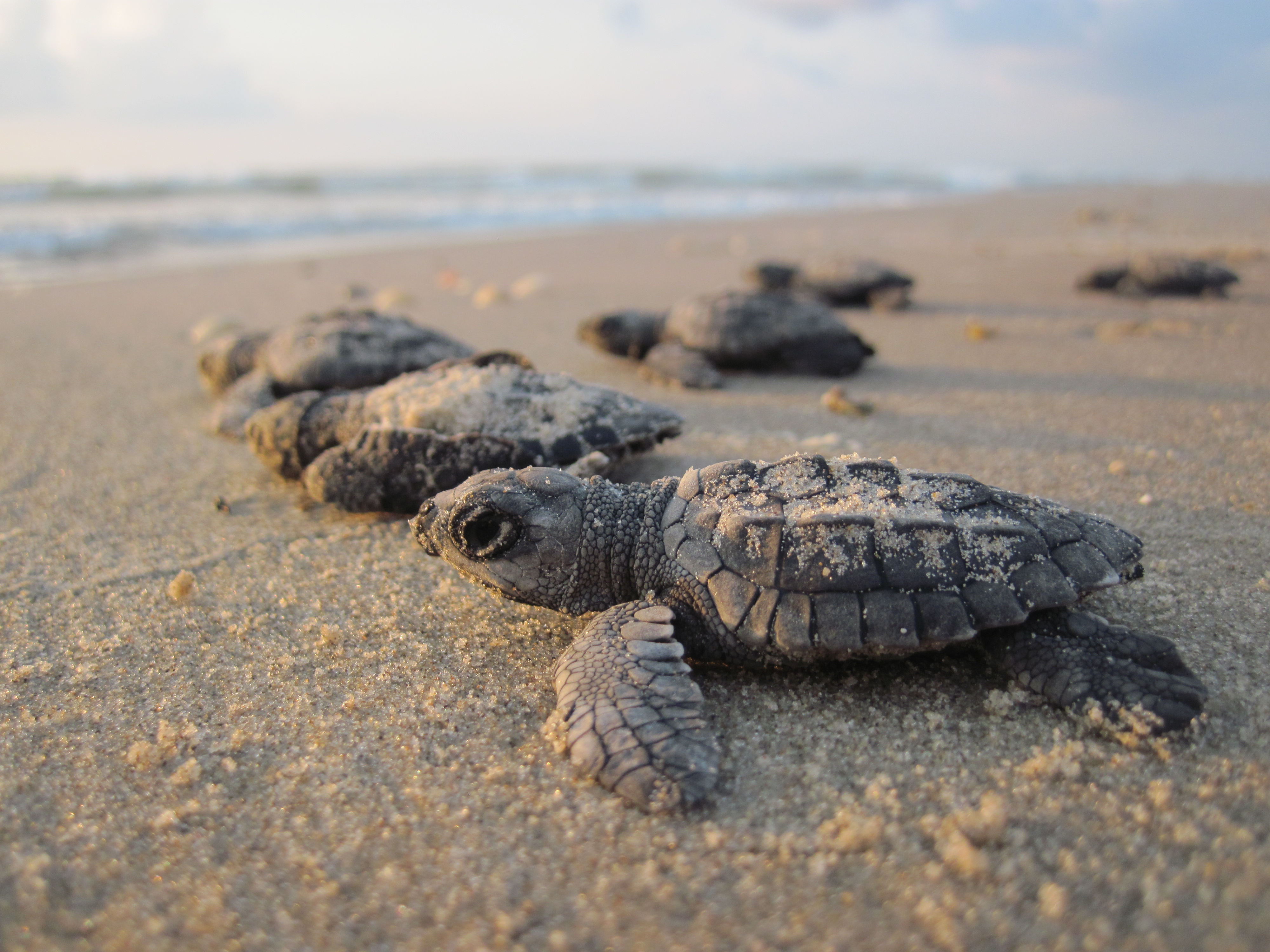 Sea Turtle Hatchling Release Padre Island