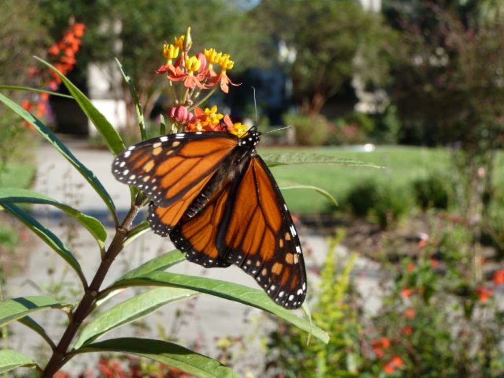 Audubon Insectarium