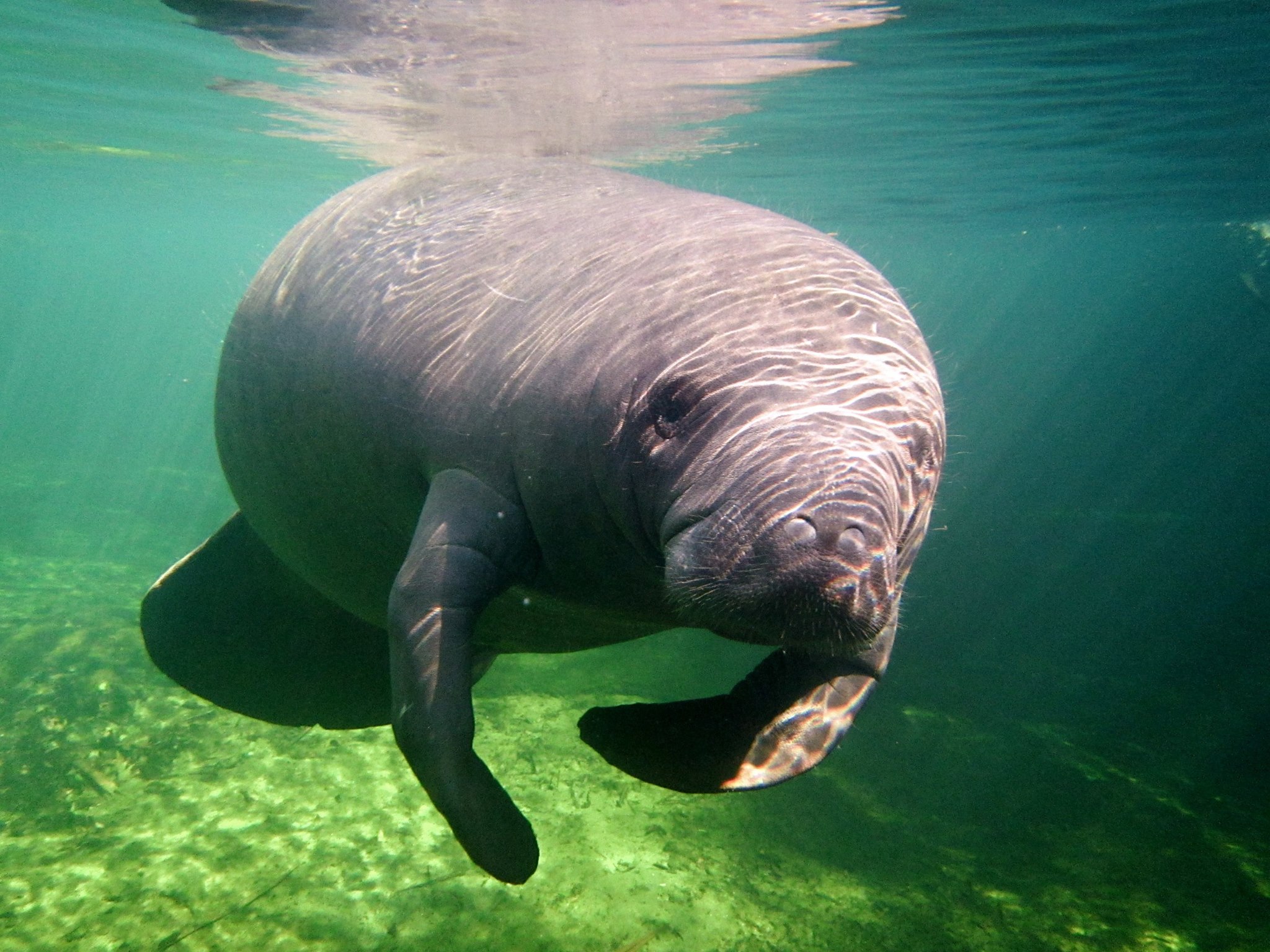 Blue Spring State Park Manatees