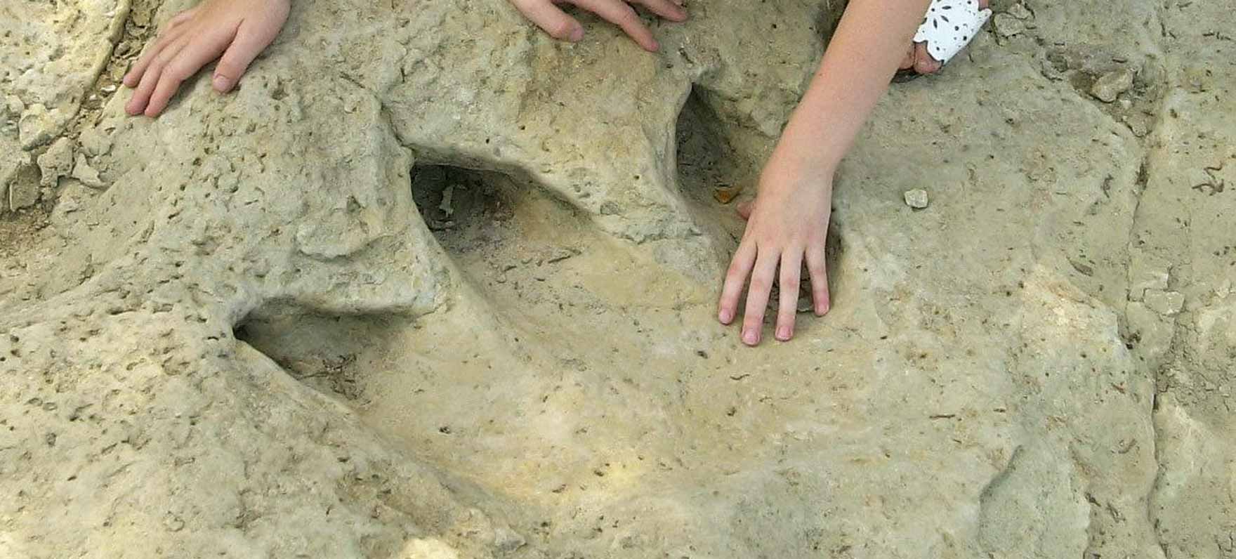 Dinosaur Valley State Park Dinosaur Tracks