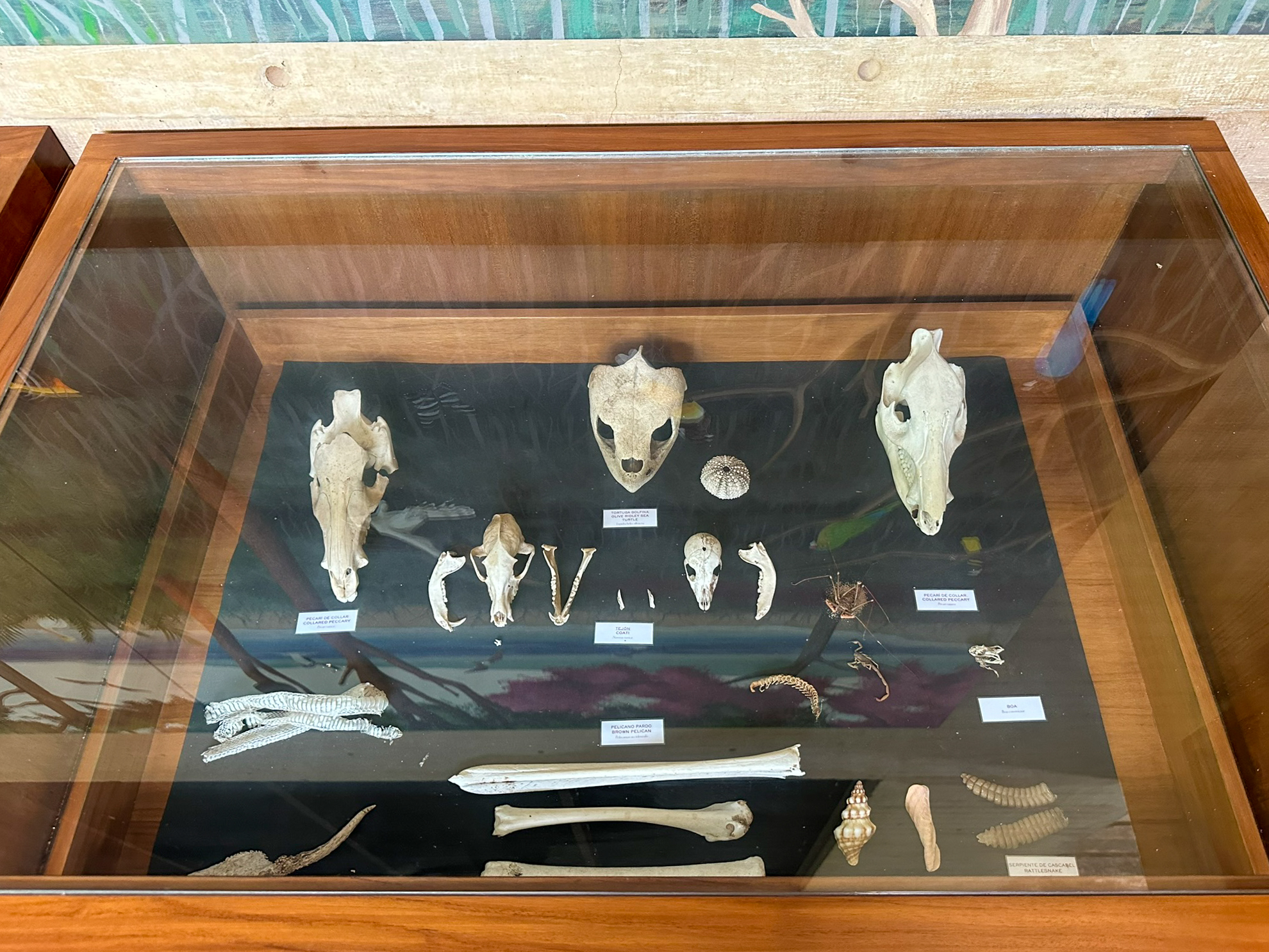 Four Seasons Tamarindo Discovery Center displays Four Seasons Tamarindo Discovery Center displays
