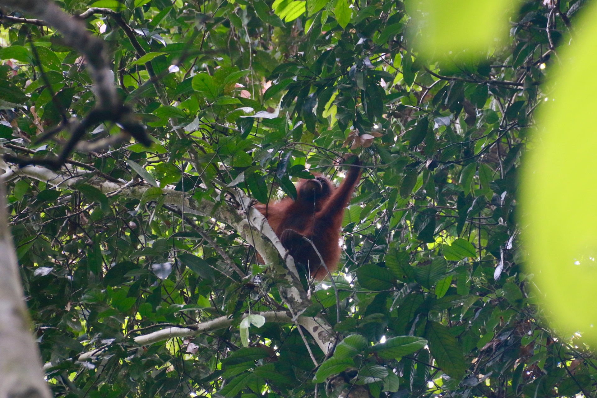 Baby orangutan