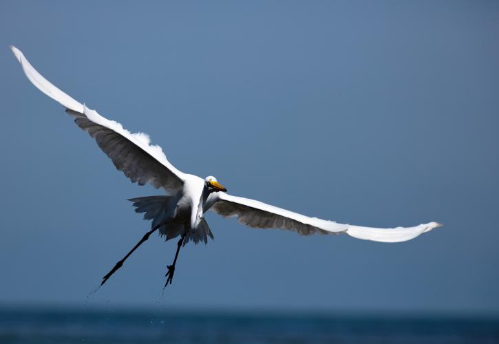 Bahia Honda State Park Birding Bahia Honda State Park Birding
