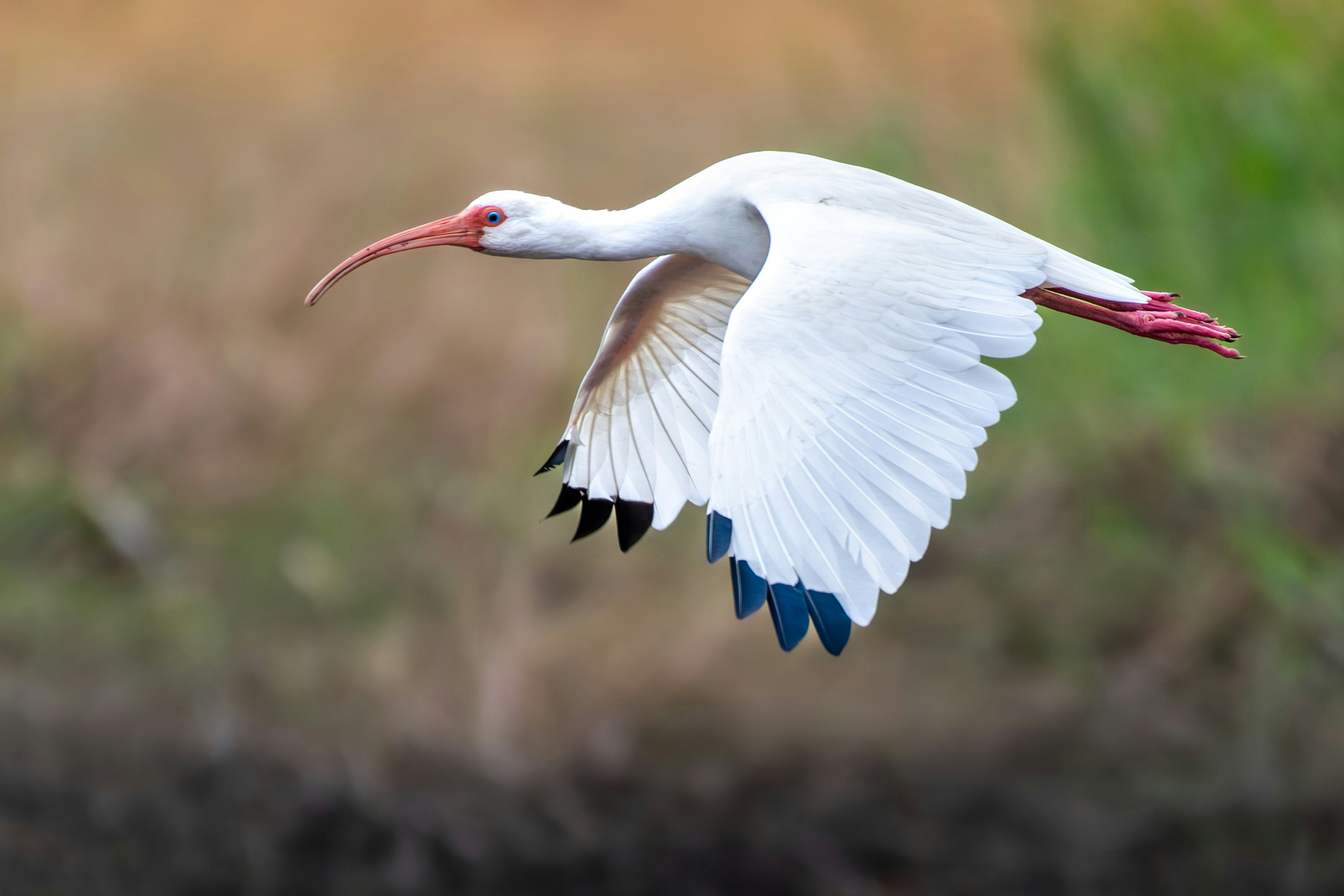 Birding Myakka River State Park