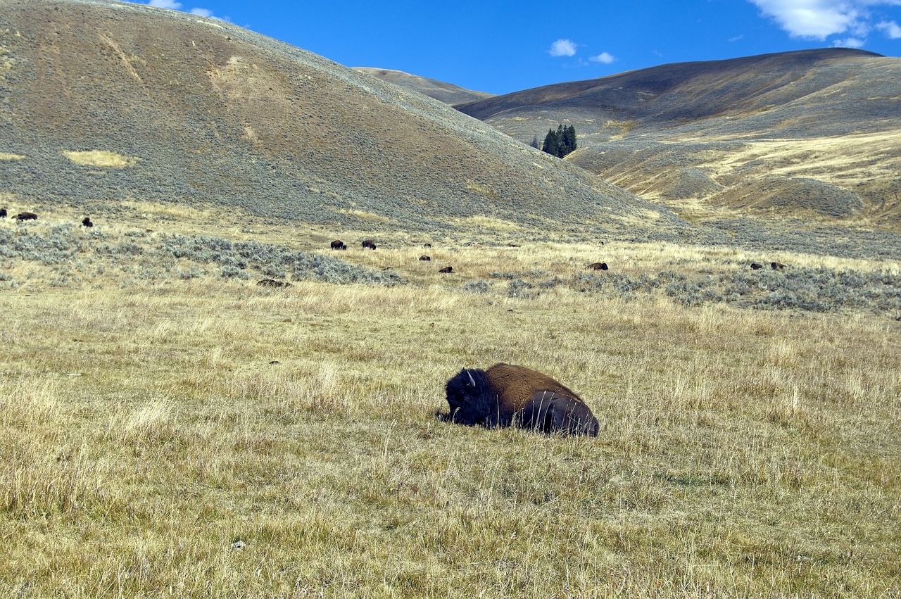 Bison Yellowstone