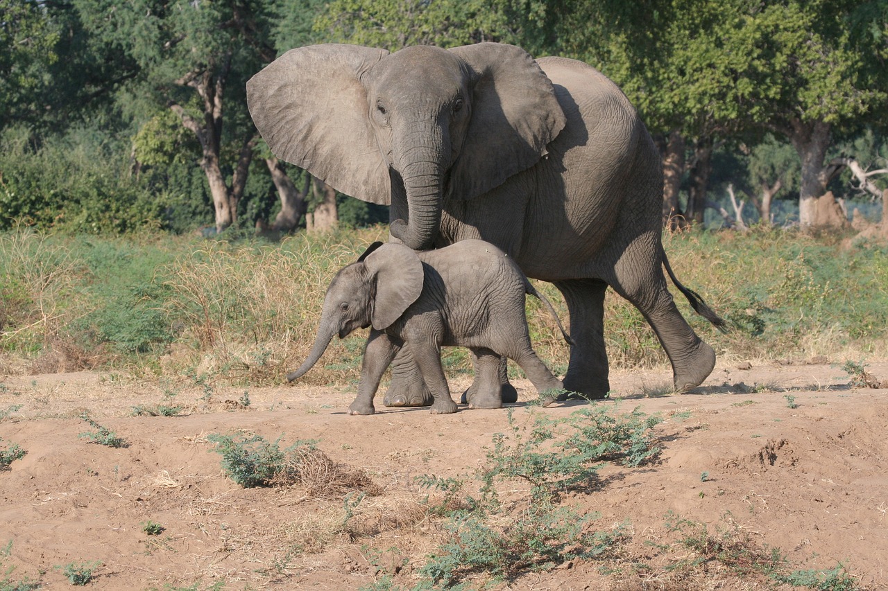 Elephant mom and baby Elephant mom and baby