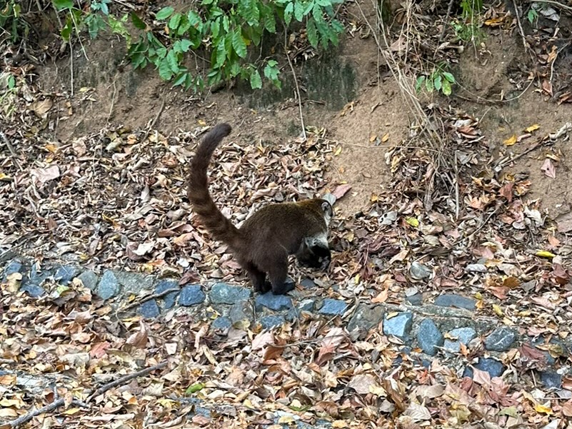 Four Seasons Tamarindo coatis Four Seasons Tamarindo coatis