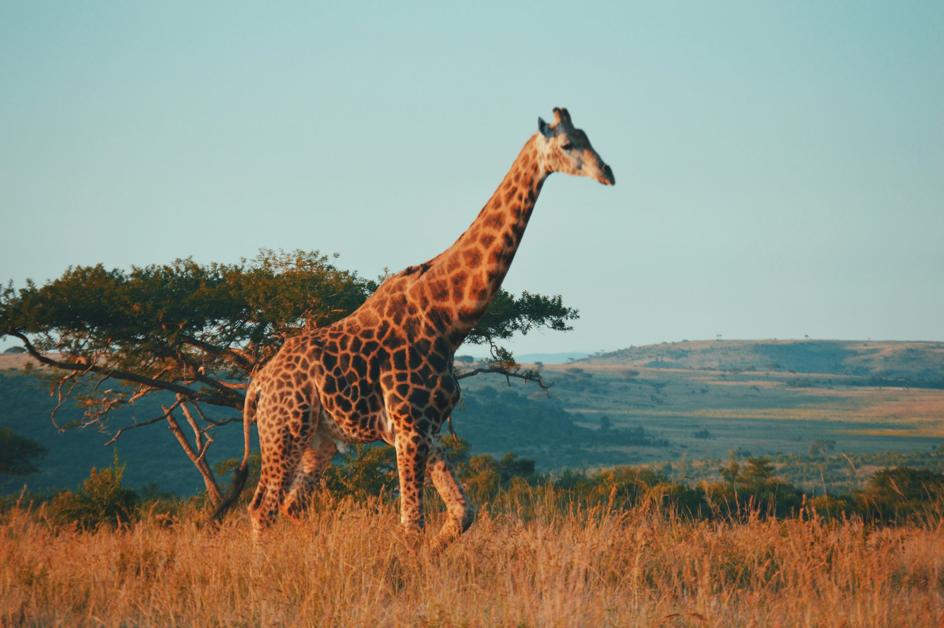 Giraffe in South Africa Giraffe in South Africa