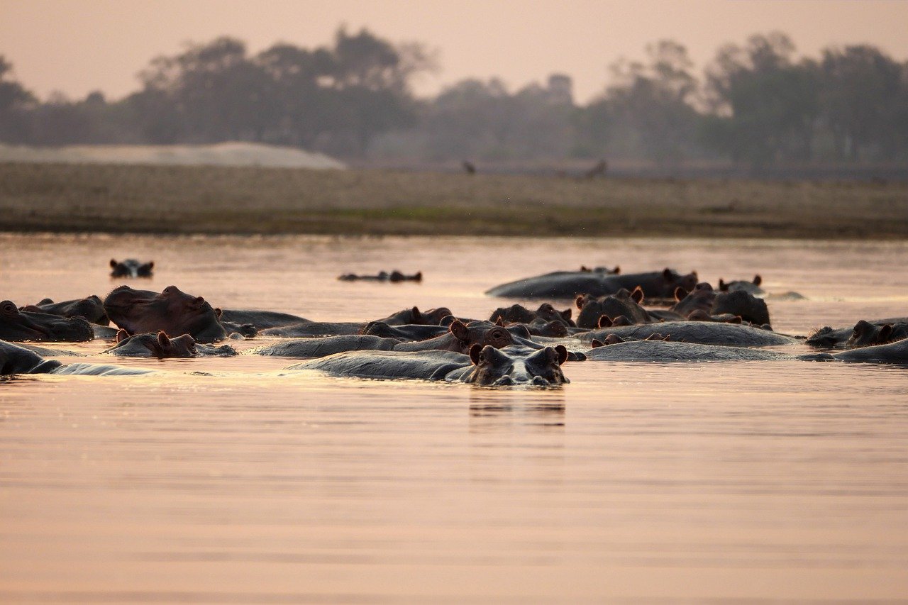 Hippos in river Hippos in river