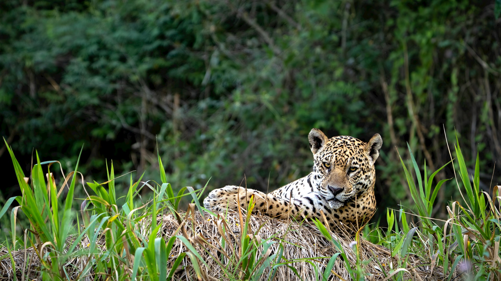 Jaguar