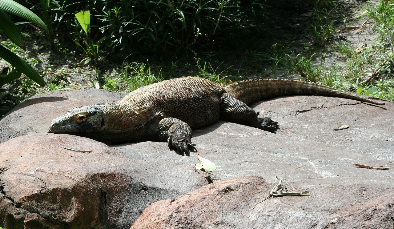 Komodo