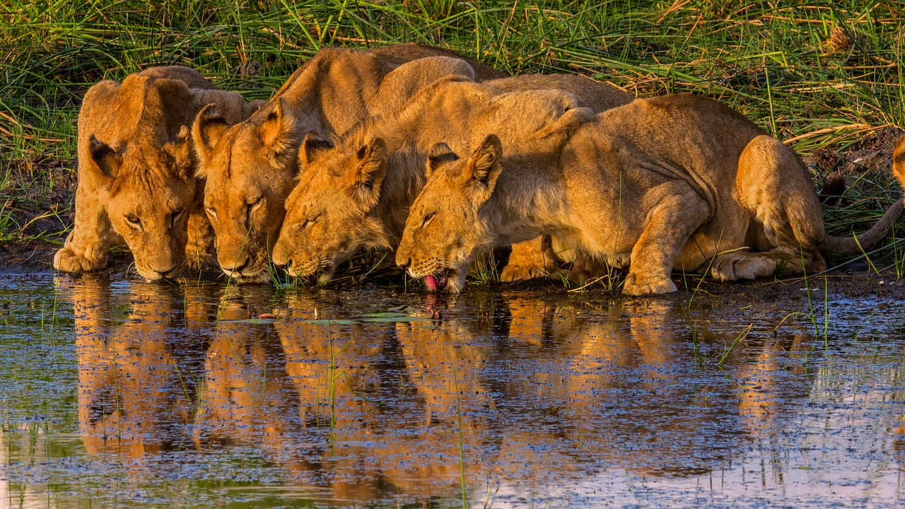 Lions Drinking Lions Drinking