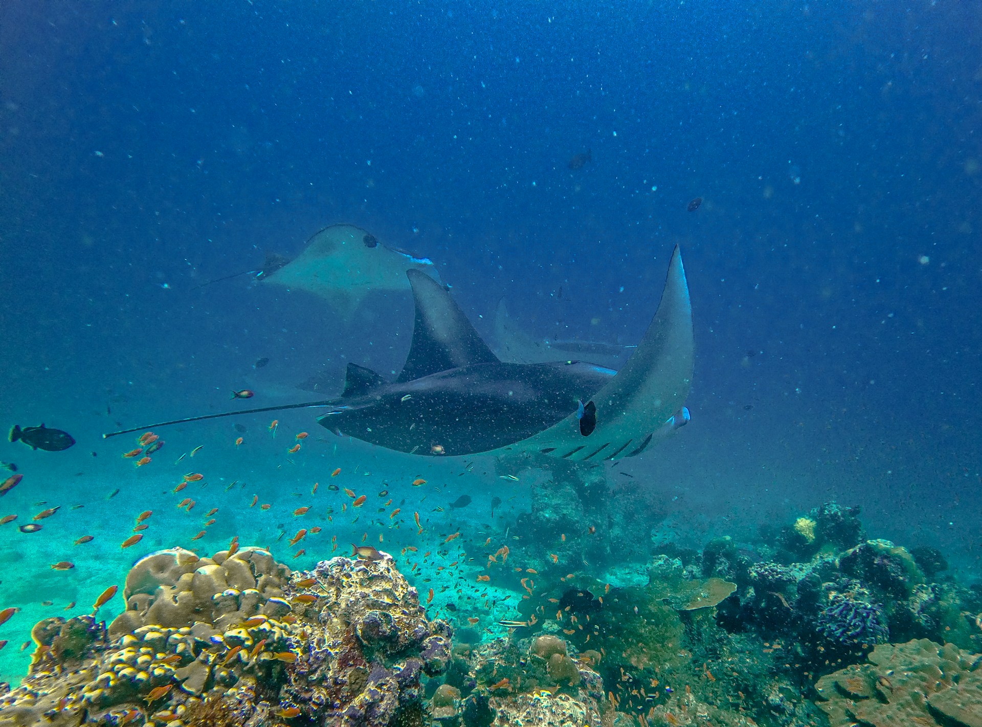 Manta