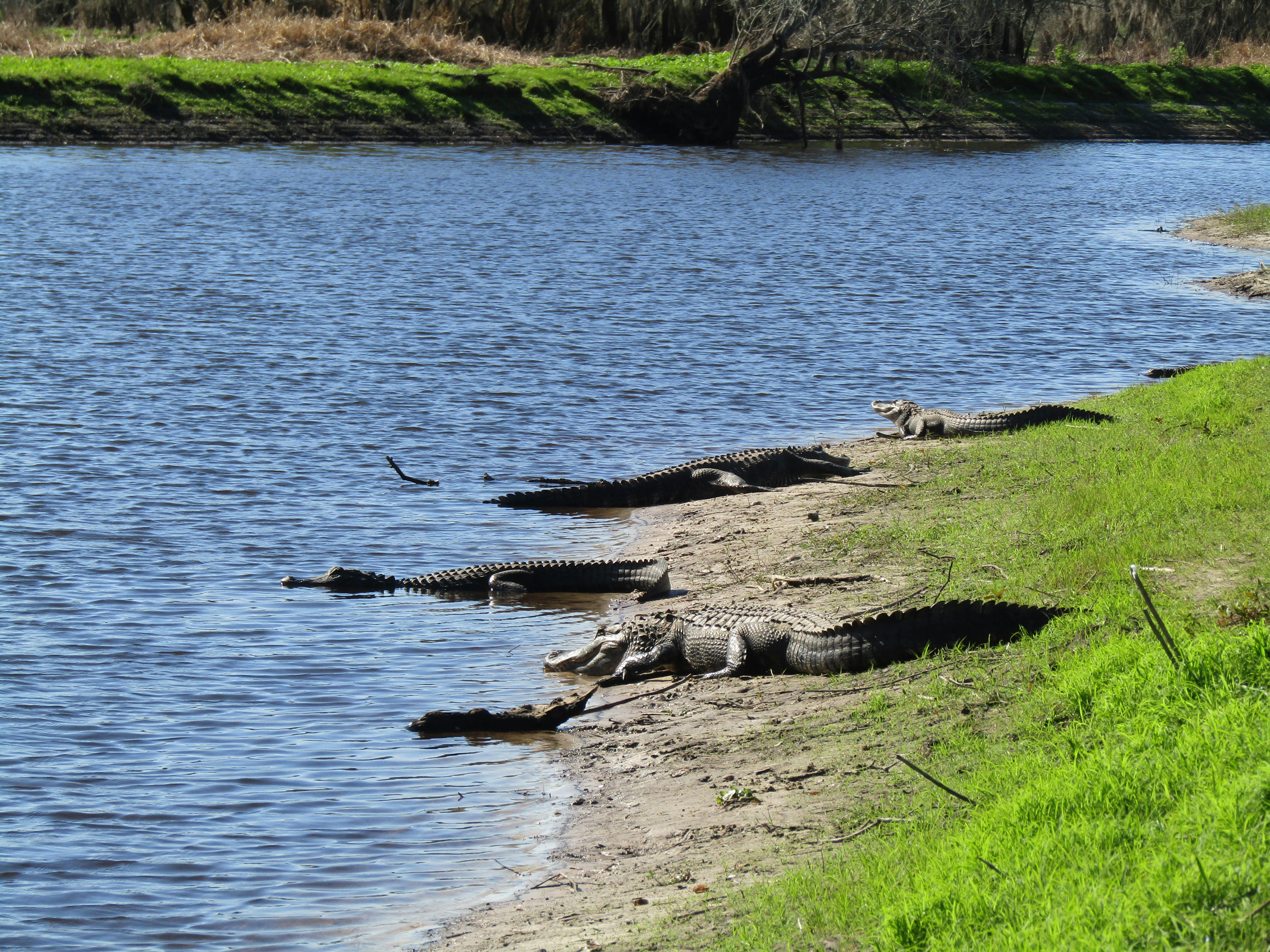 Myakka River State Park