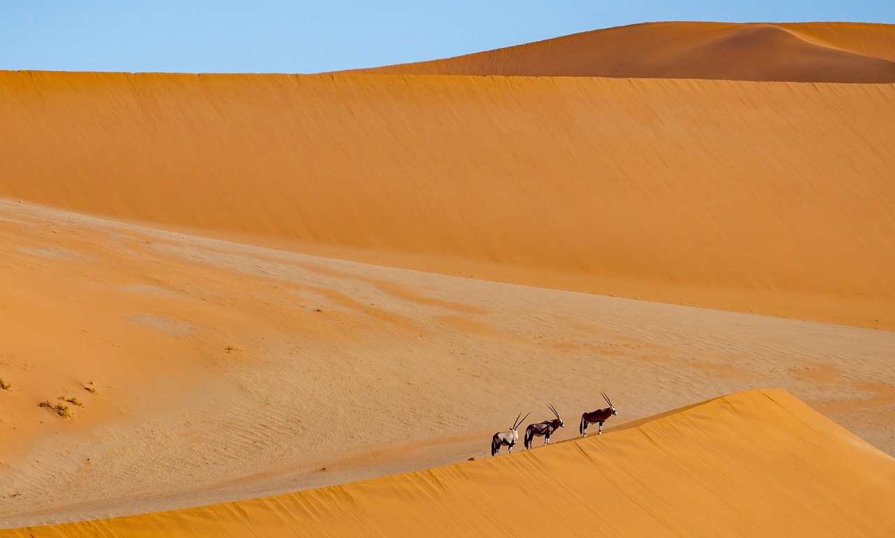 Namib Desert Antelope Namib Desert Antelope