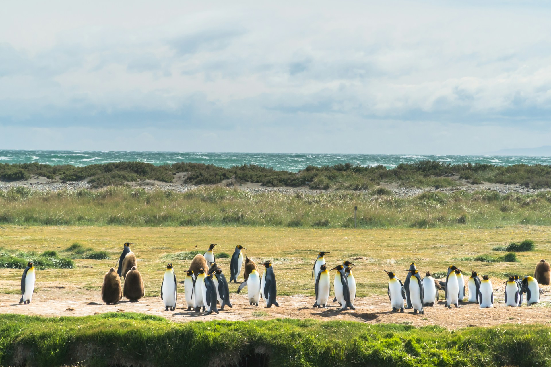 Penguin colony