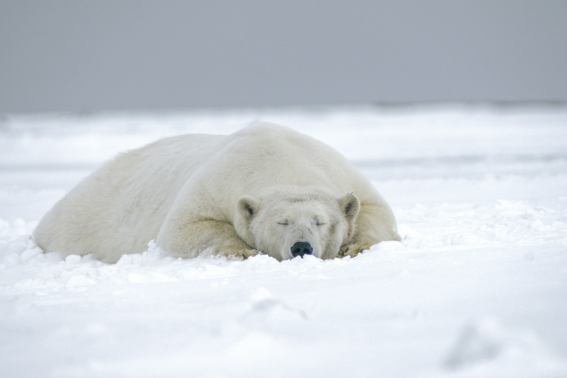 Polar bear