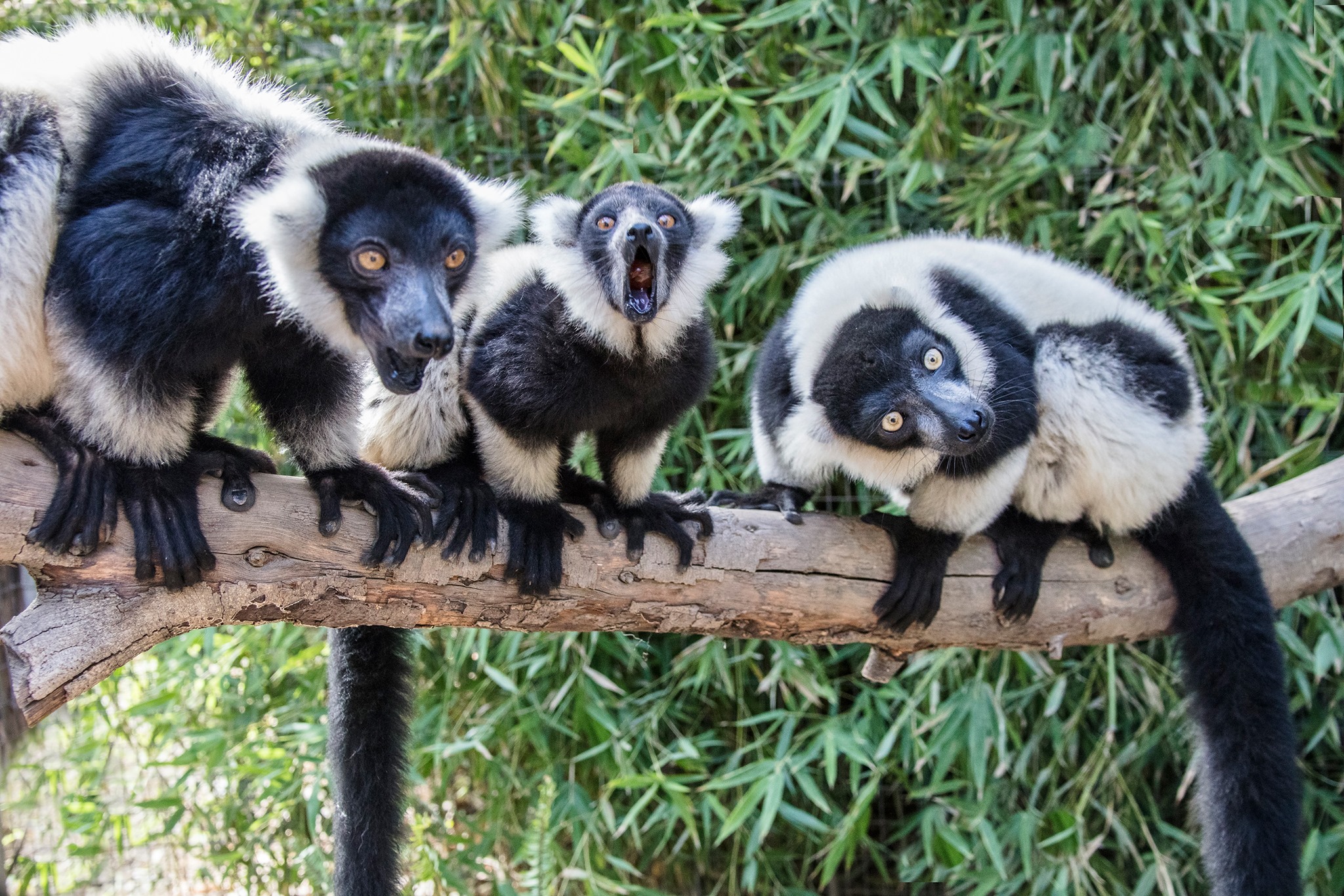 Santa Ana Zoo