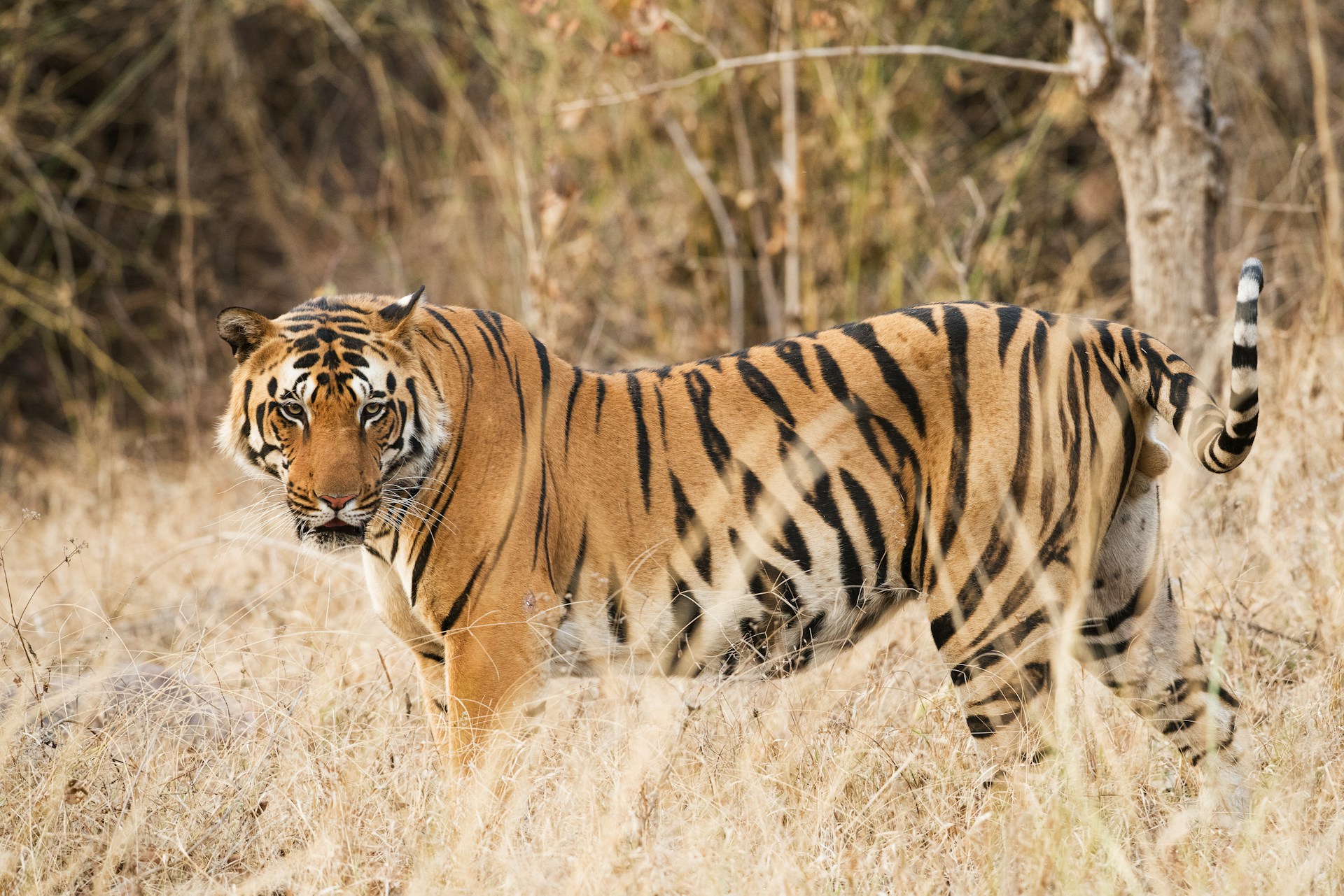 Tiger