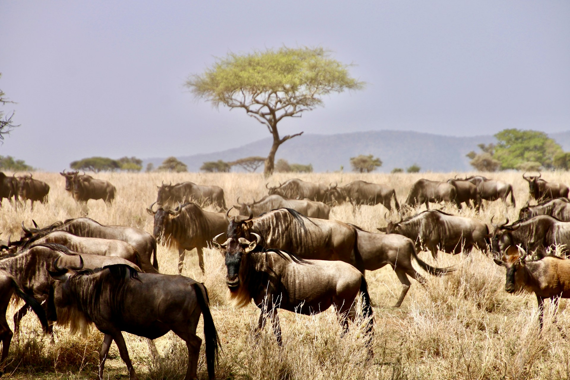 Wildabeest and zebra Wildabeest and zebra