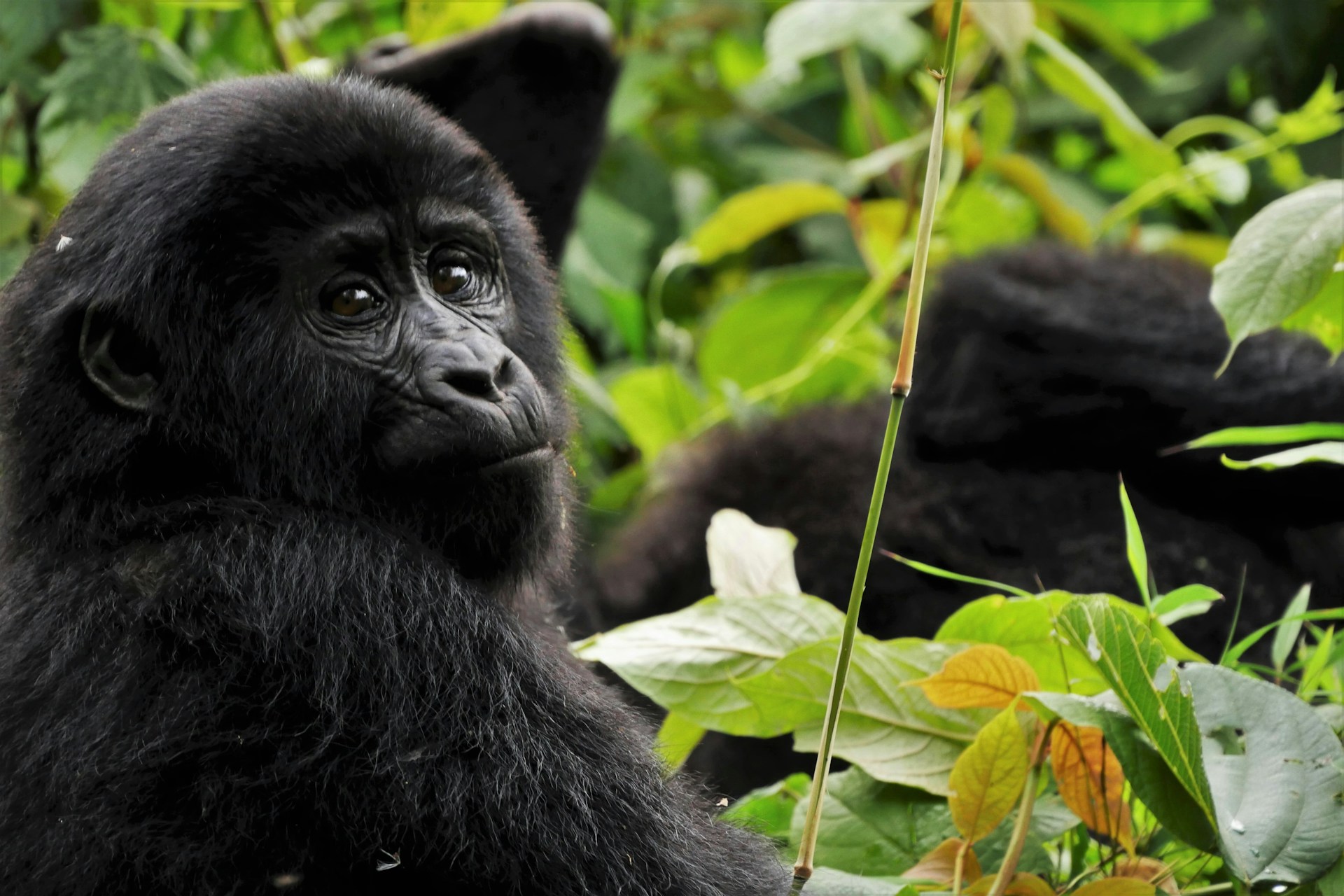 gorilla Uganda gorilla Uganda