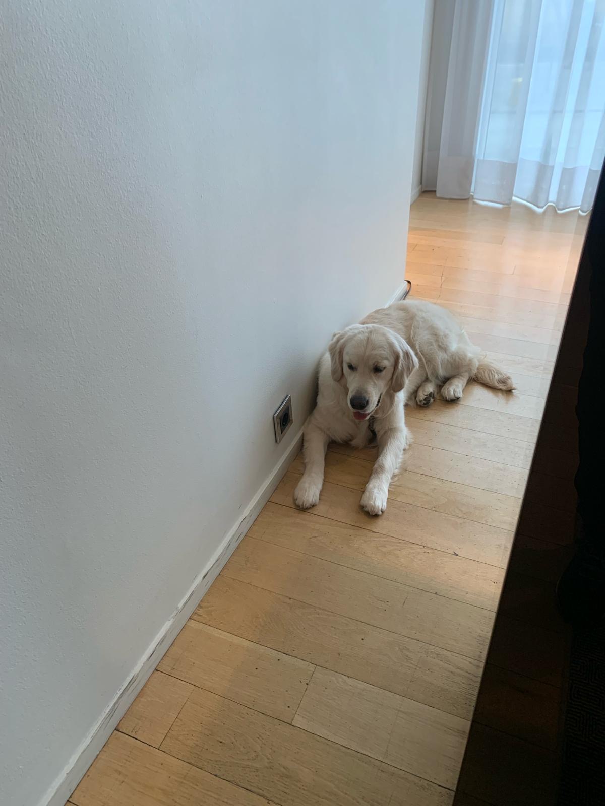101 Hotel Reykjavik dog in lobby