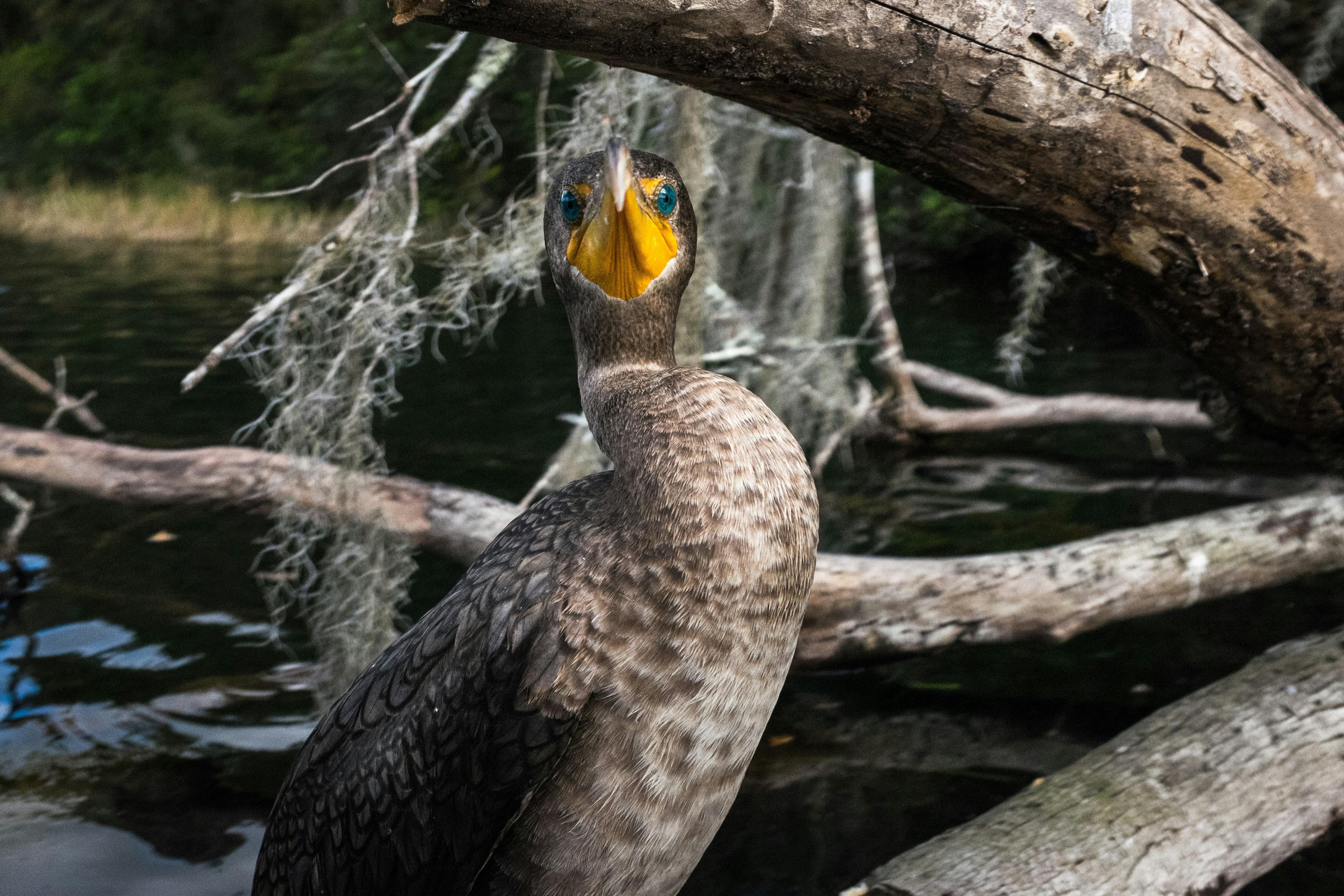 Birding Rainbow Springs State Park Birding Rainbow Springs State Park