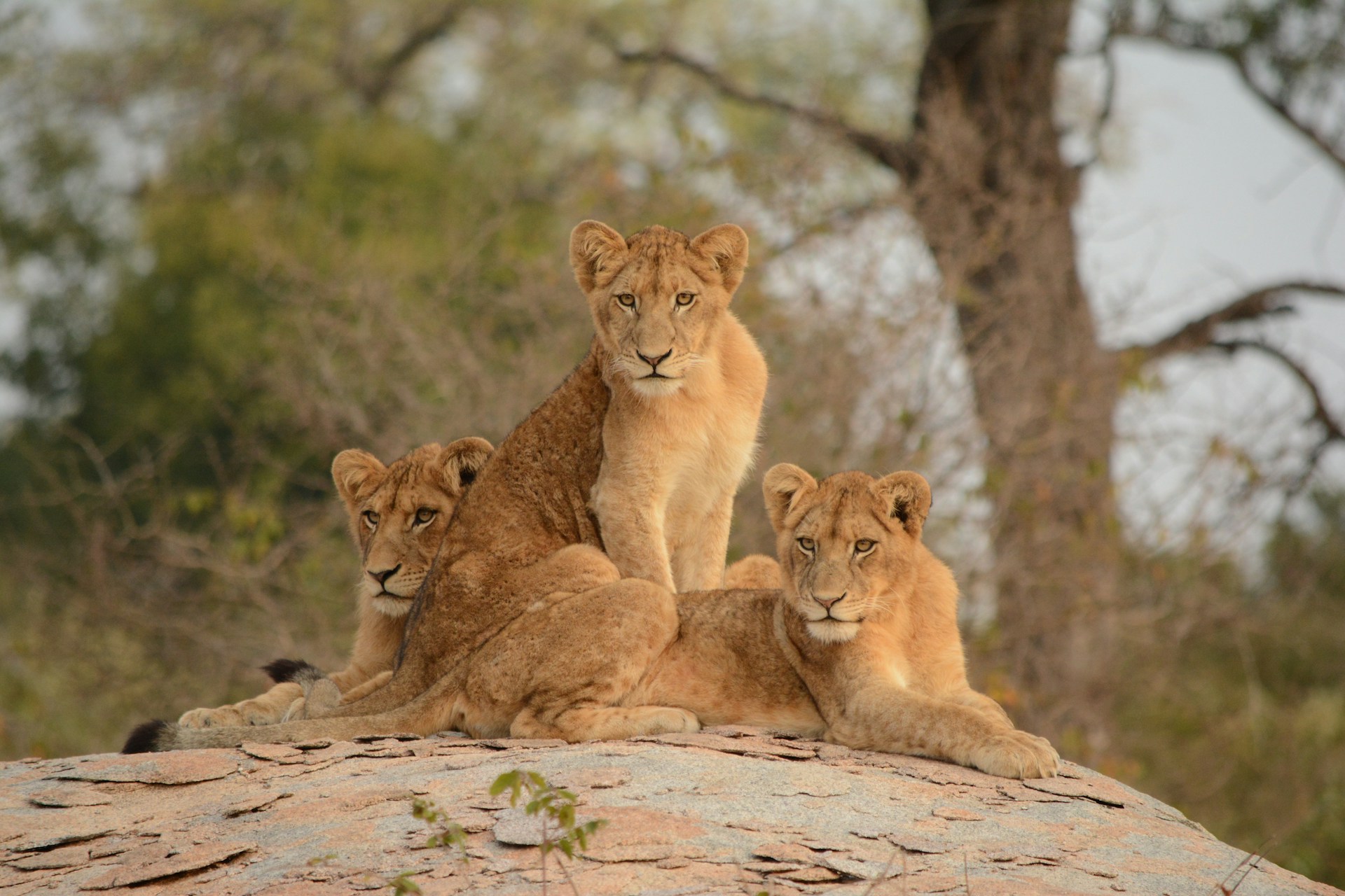 Lions at Kruger Lions at Kruger
