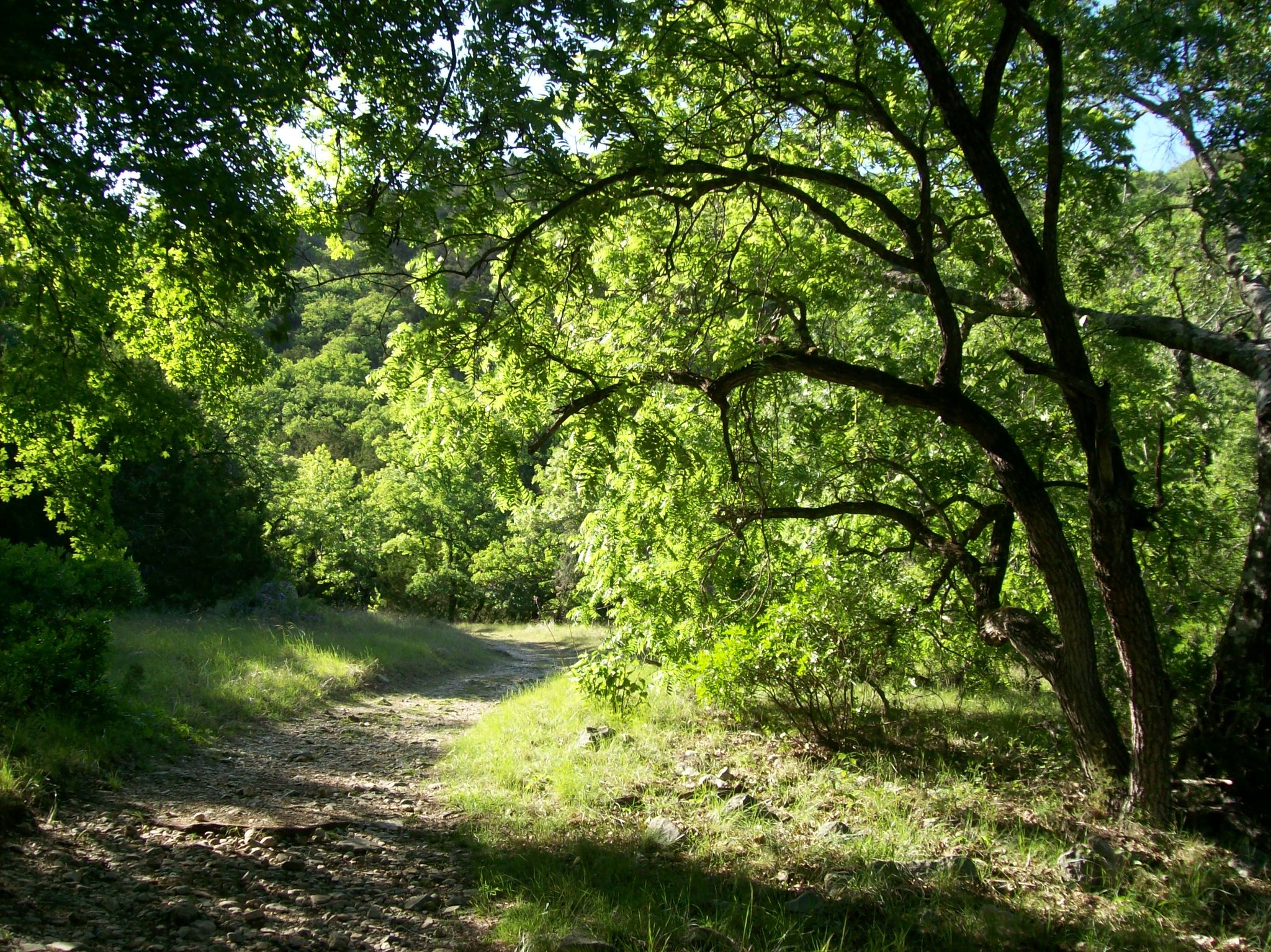 Lost Maples State Natural Area for Ideal Weather Lost Maples State Natural Area for Ideal Weather