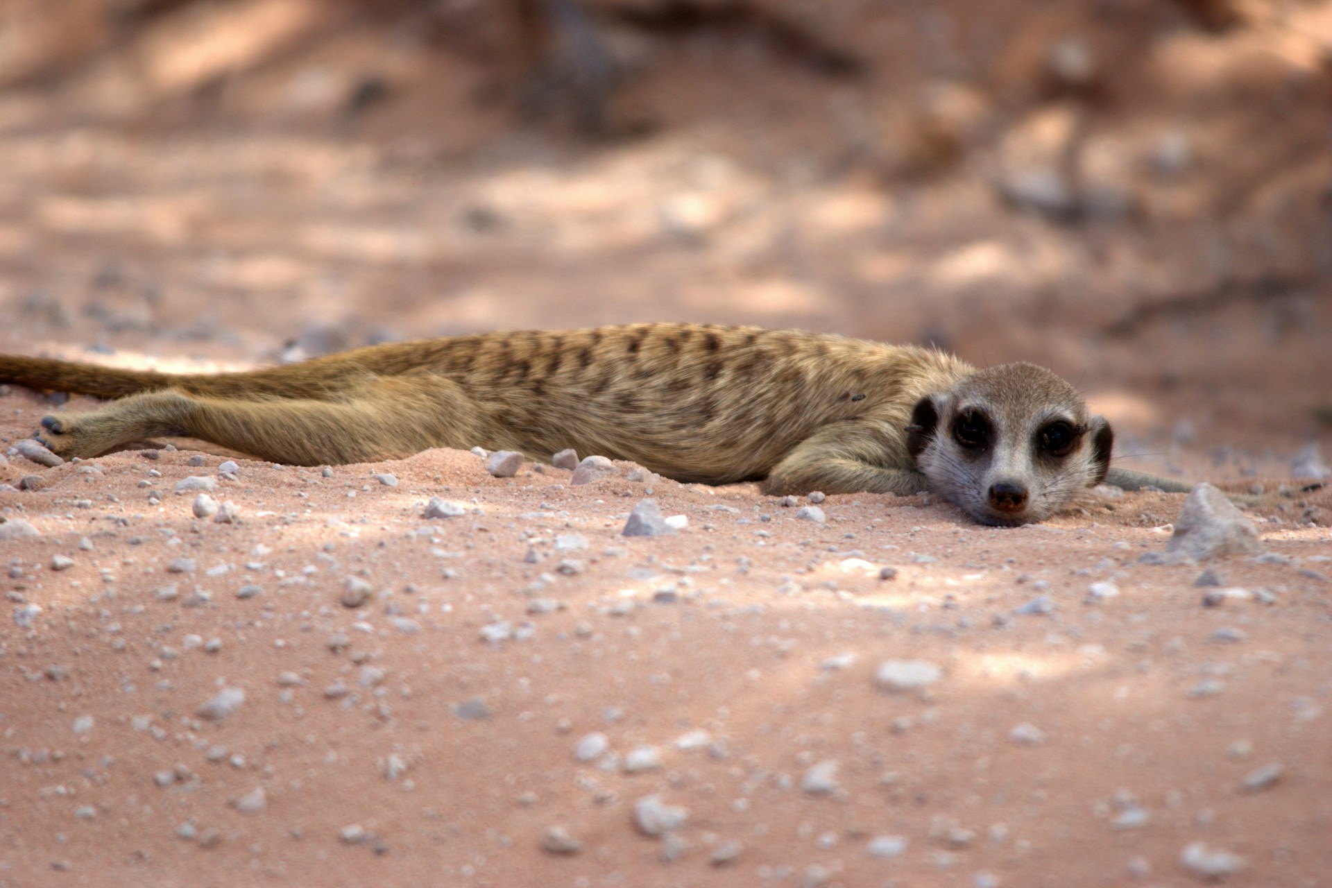Meerkat Meerkat