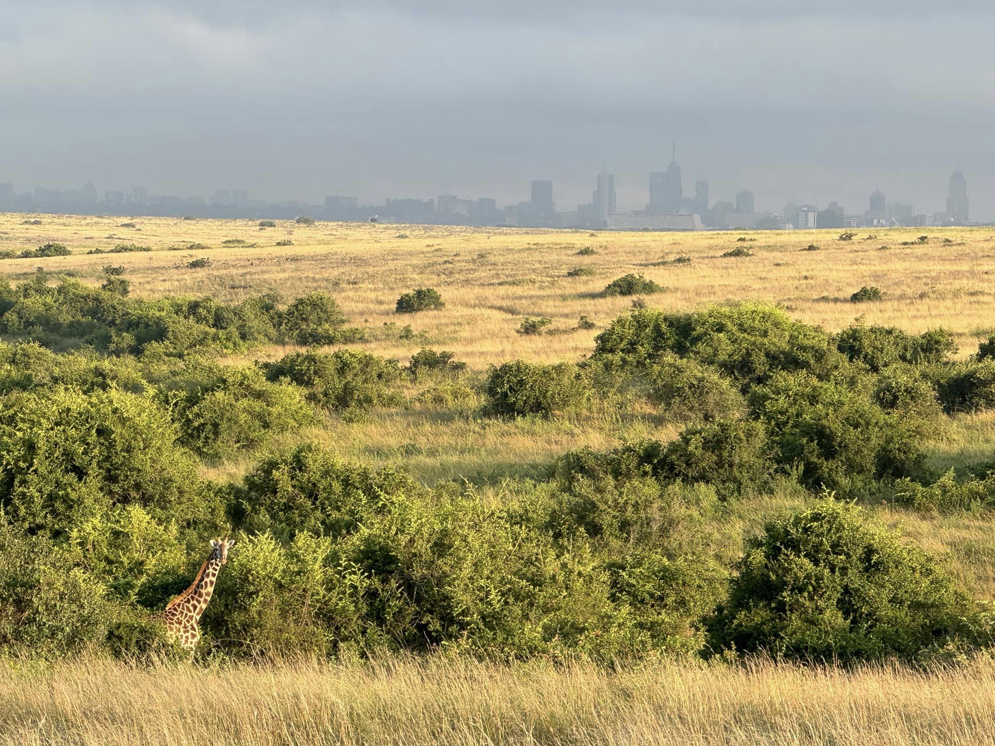 Nairobi National Park giraffe – Keri Stooksbury Giraffe at Nairobi National Park in Kenya.