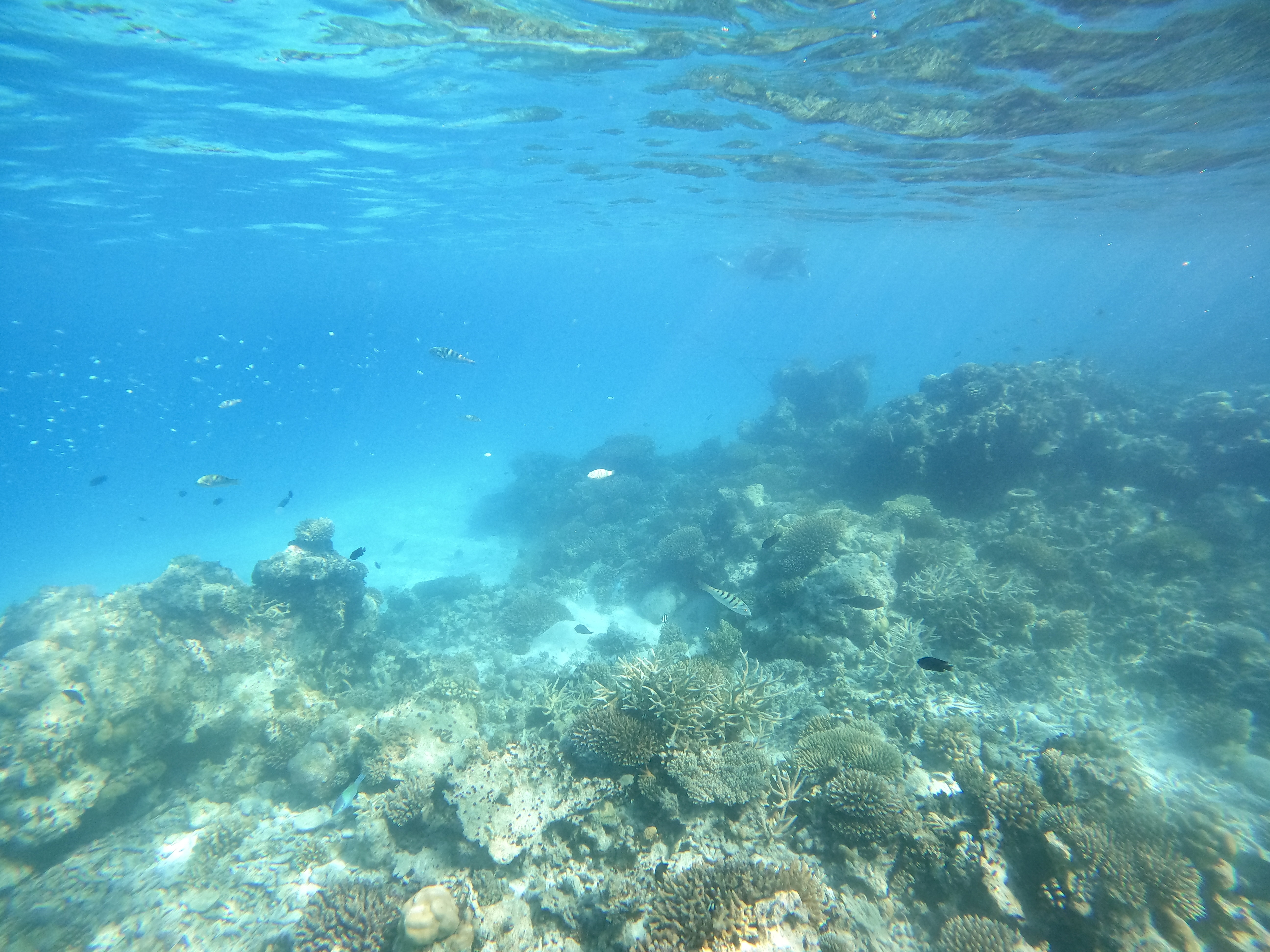 Snorkling in the Maldives