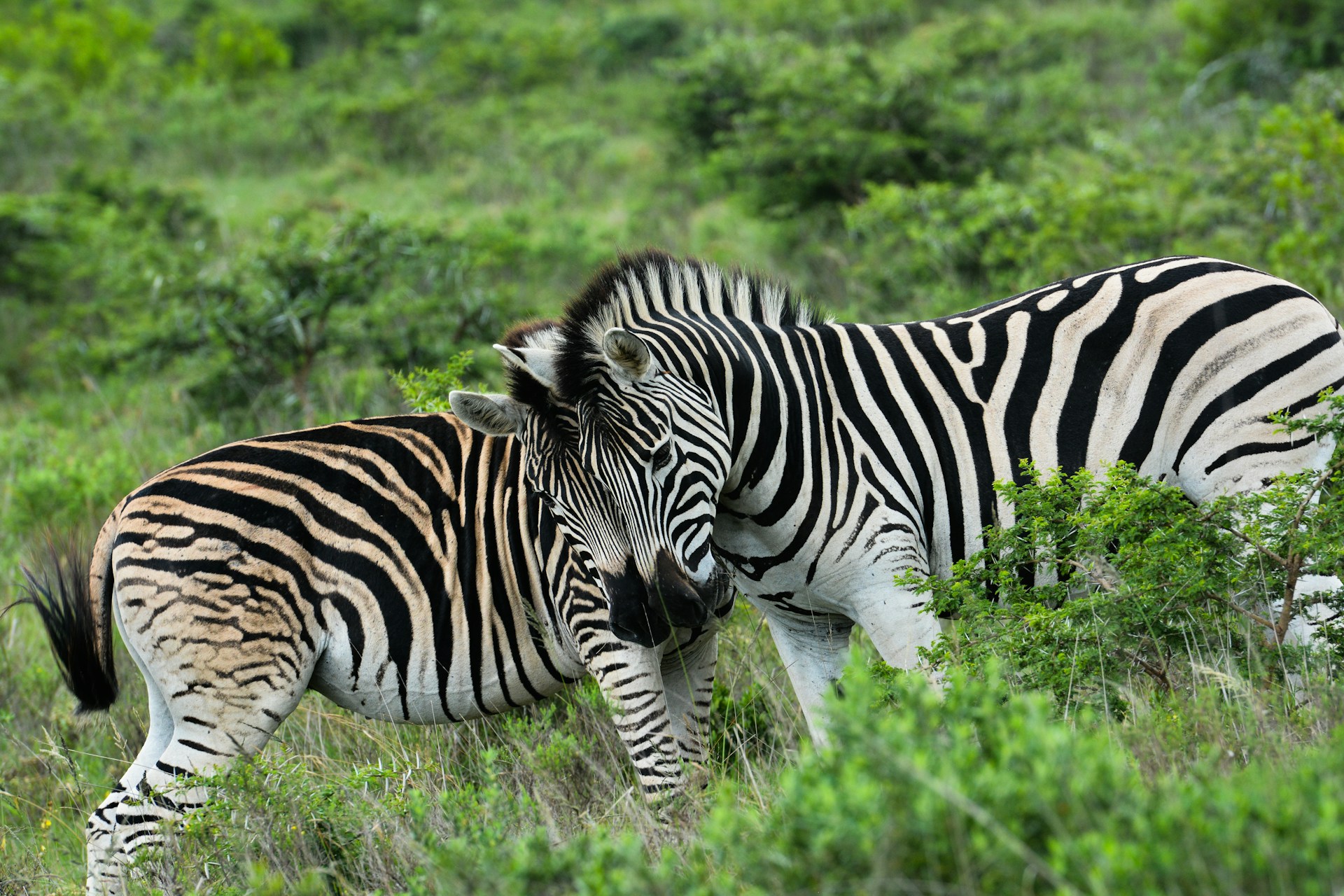 Timbavati Timbavati