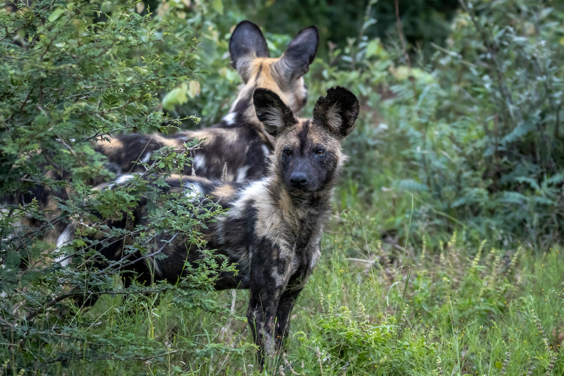 Wild dogs Madikwe Wild dogs Madikwe