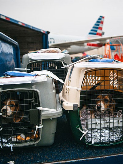 AA Cargo dogs AA Cargo dogs