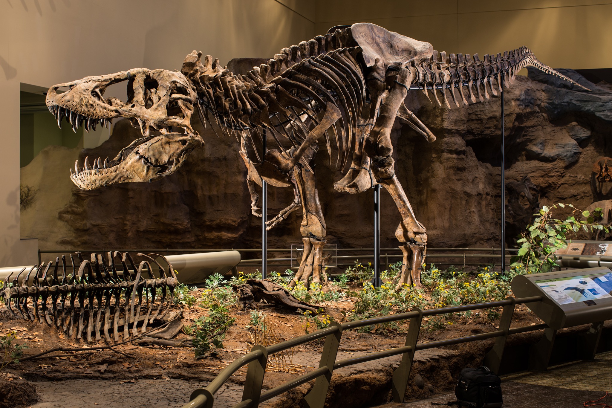 Carnegie Museum of Natural History