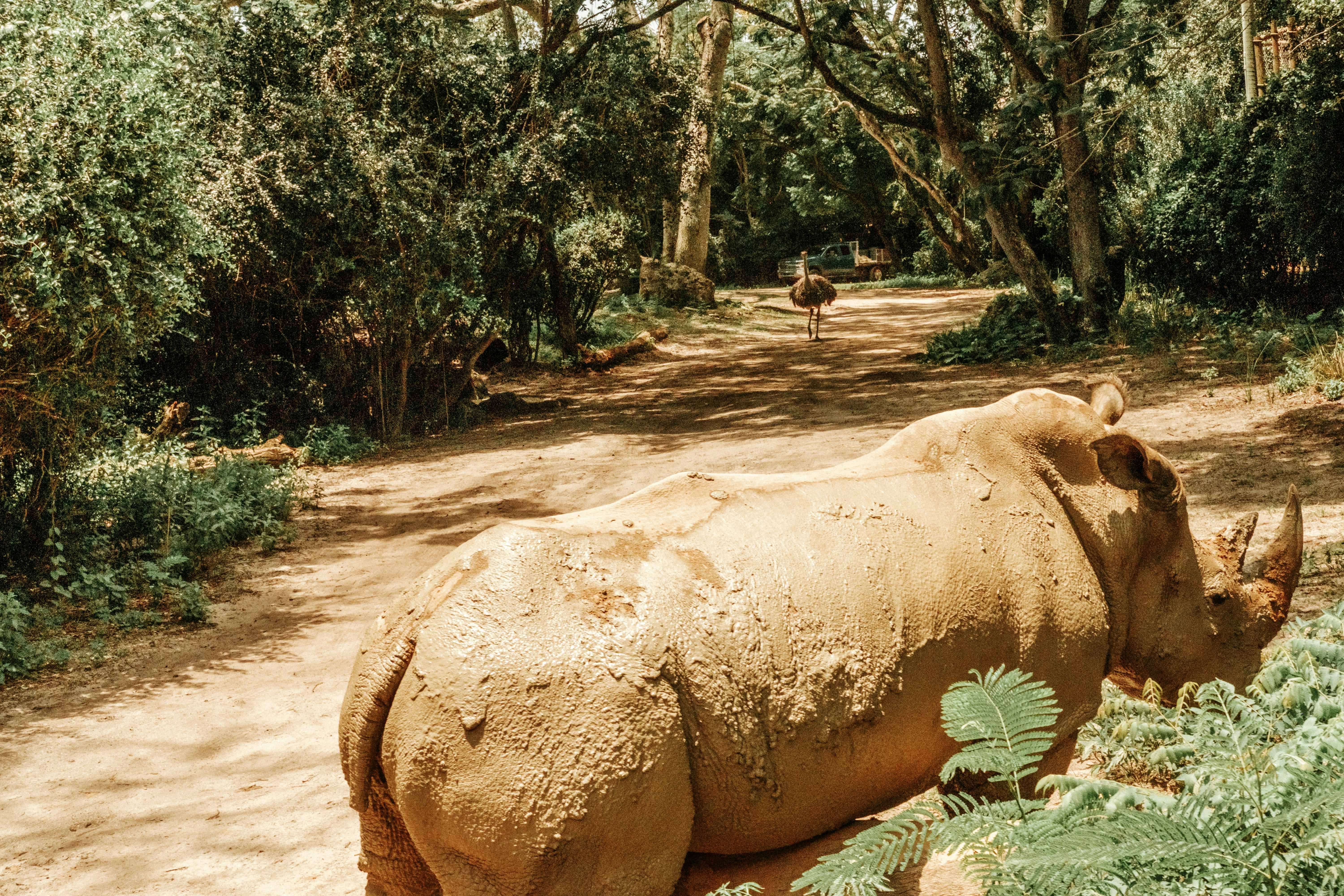 Disneys Animal Kingdom Theme Park Disneys Animal Kingdom Theme Park