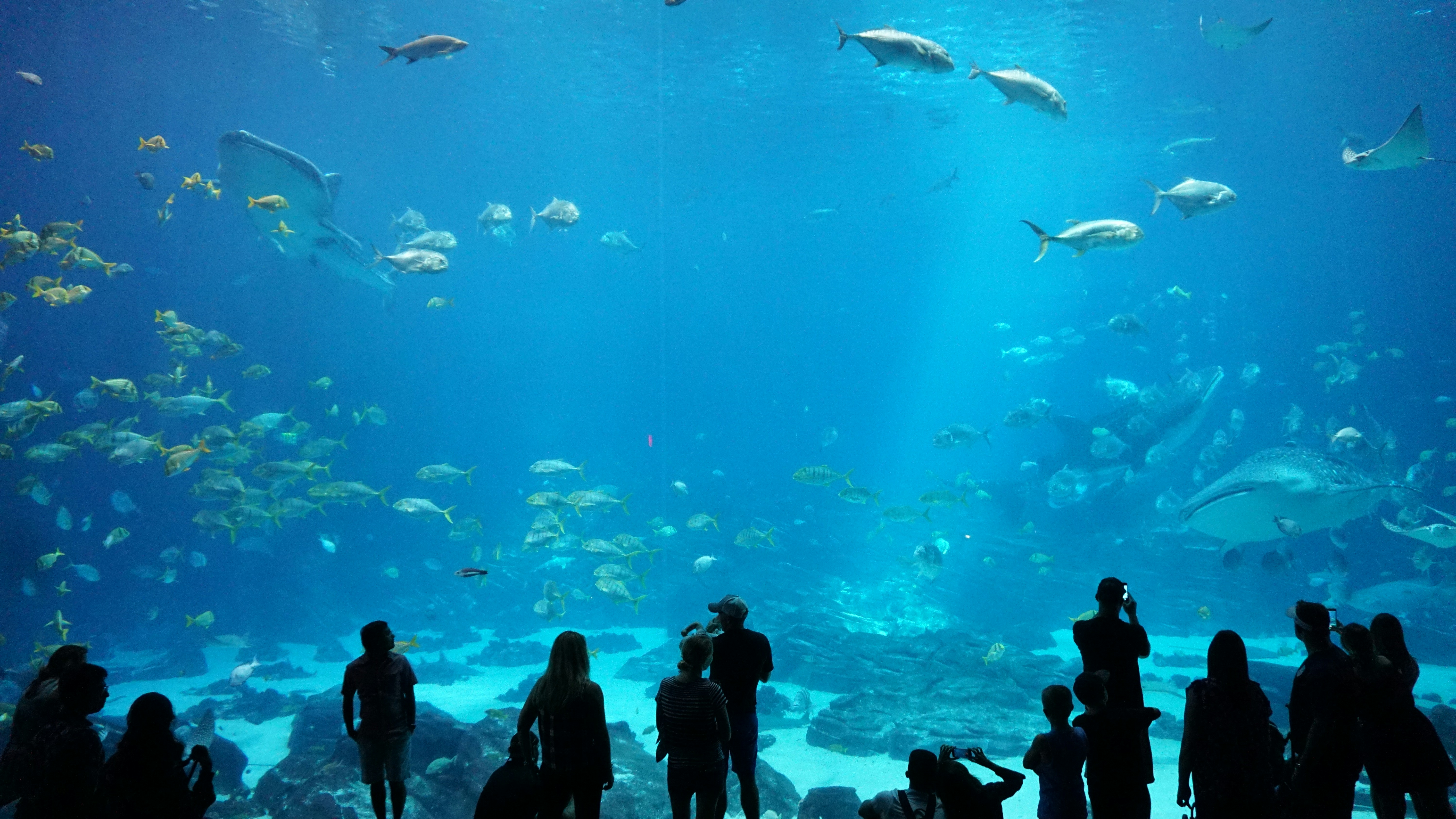 Georgia Aquarium Georgia Aquarium
