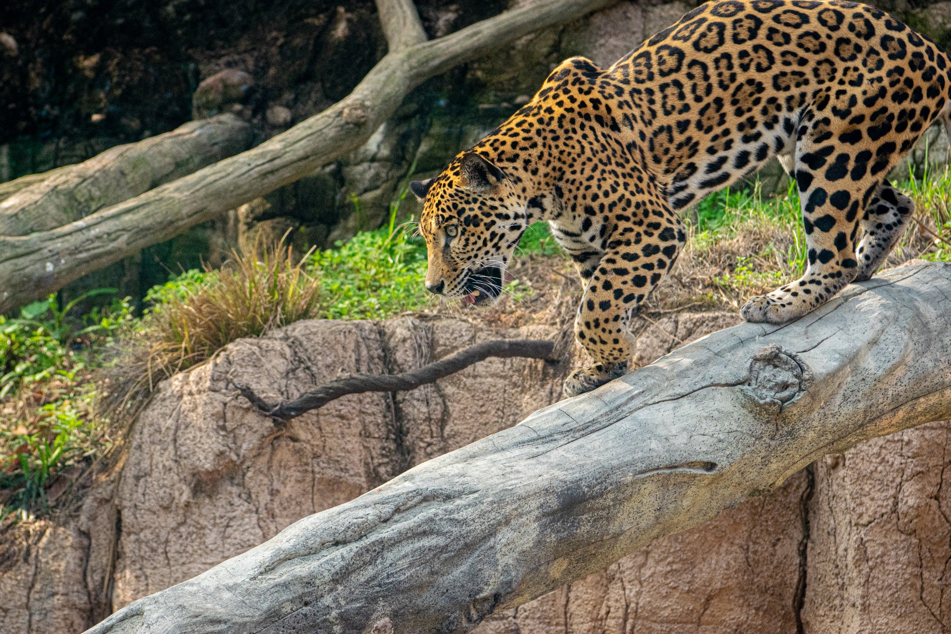 Houston Zoo Houston Zoo