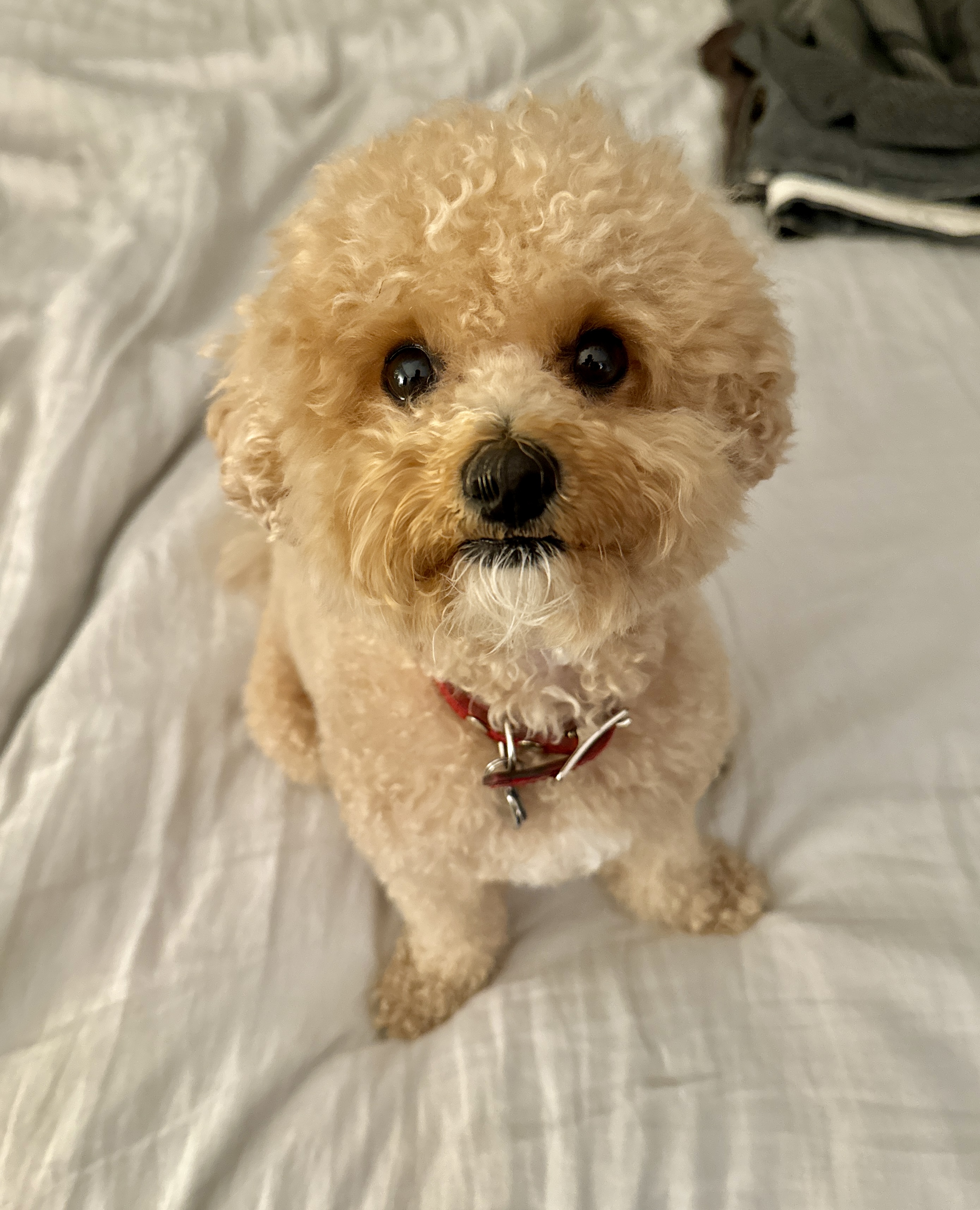 Piper Piper