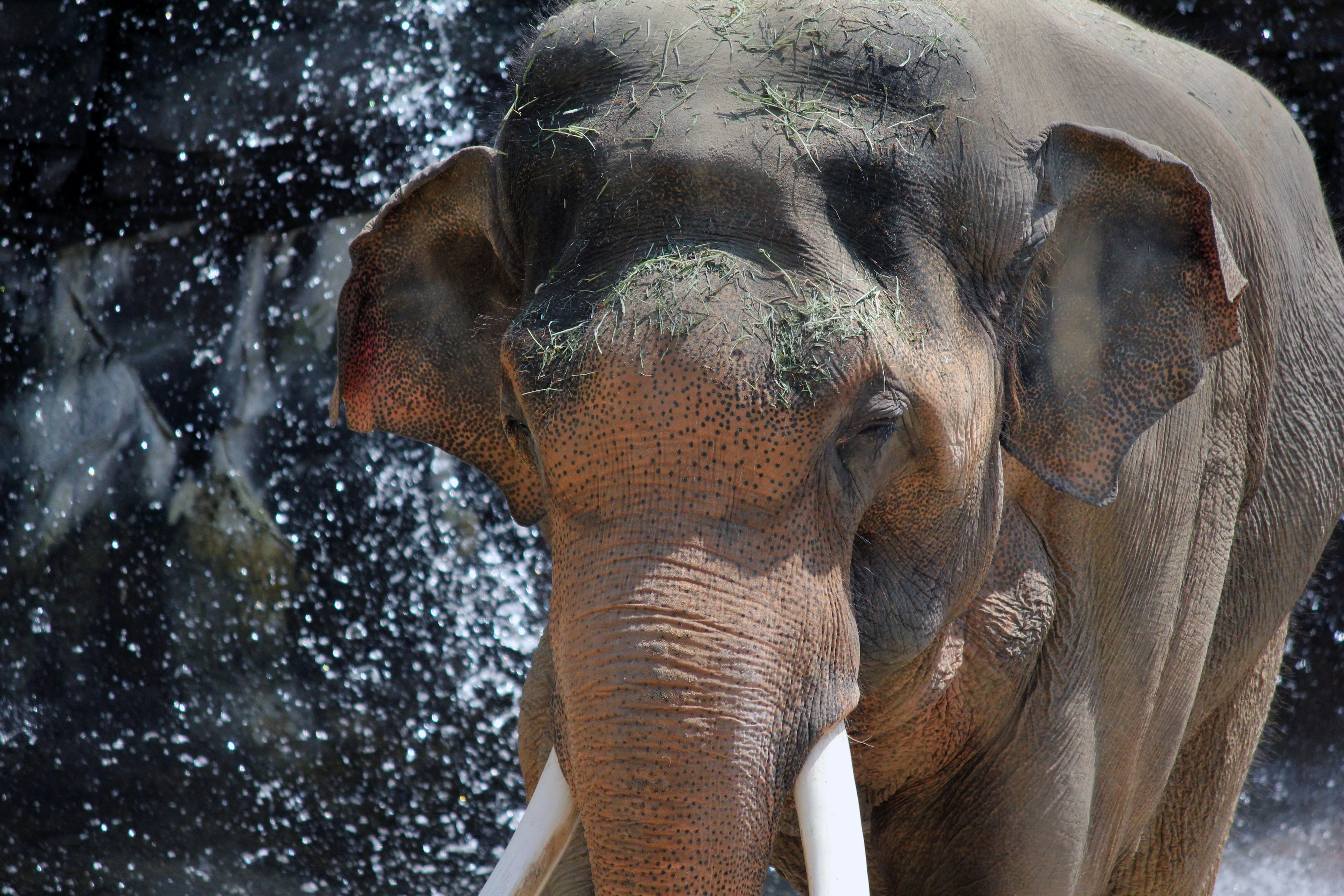 Los Angeles Zoo Los Angeles Zoo
